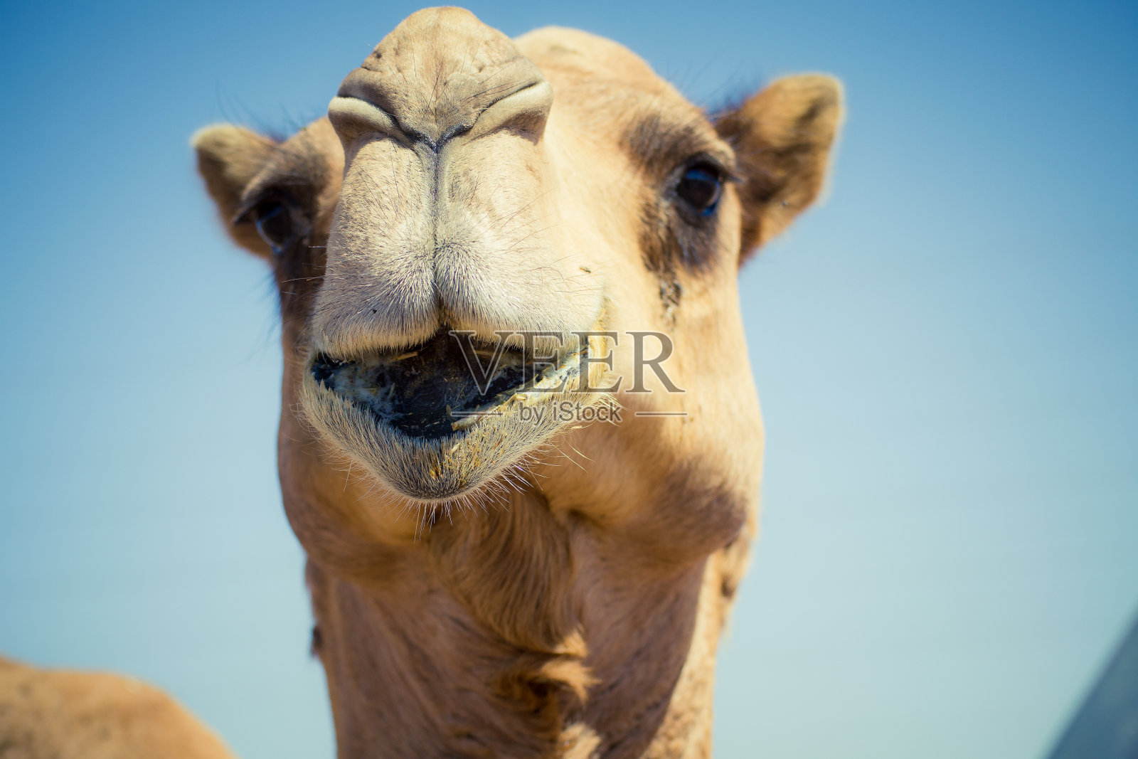 骆驼照片摄影图片