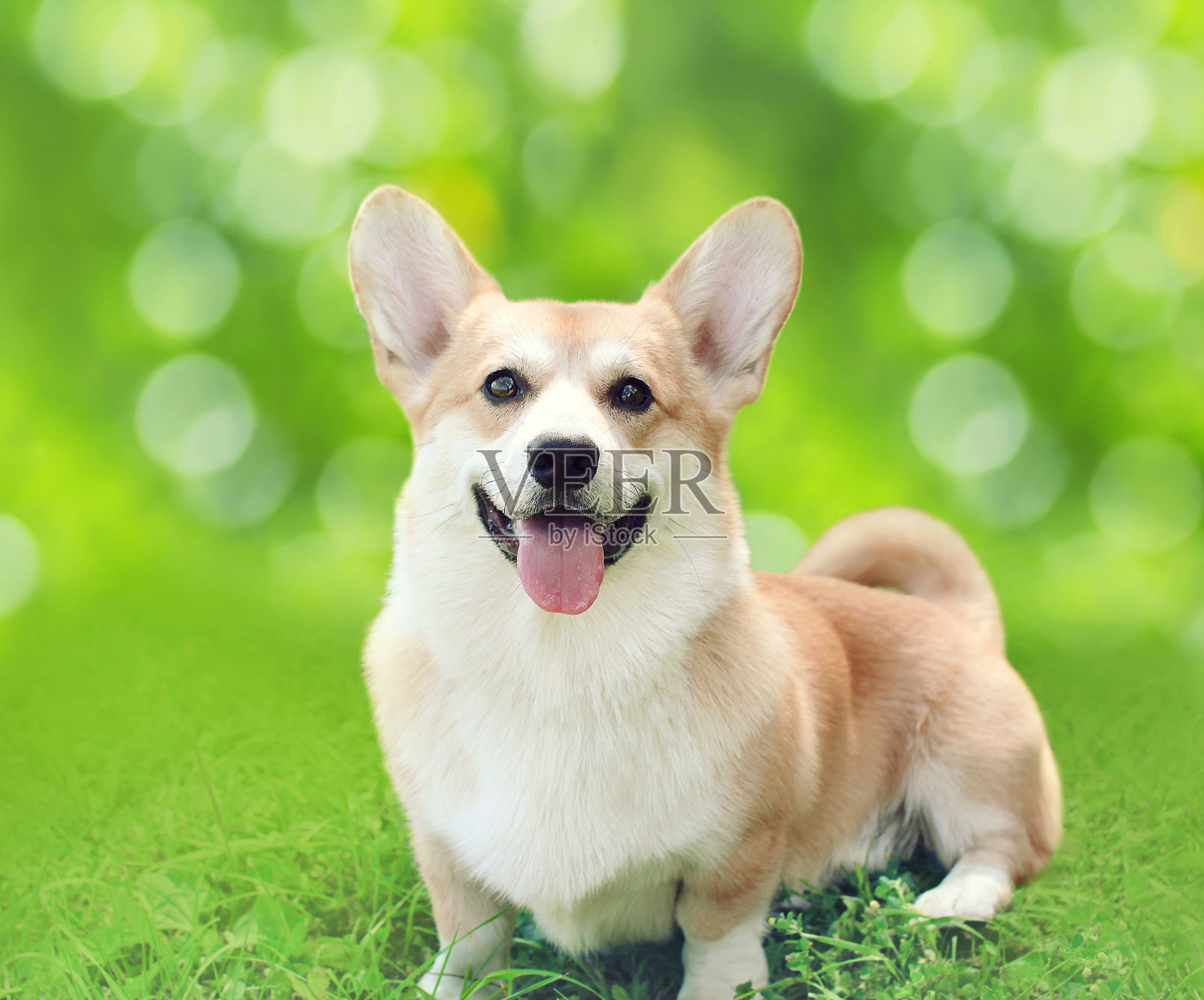 夏日里，快乐的威尔士柯基犬彭布罗克坐在草地上照片摄影图片