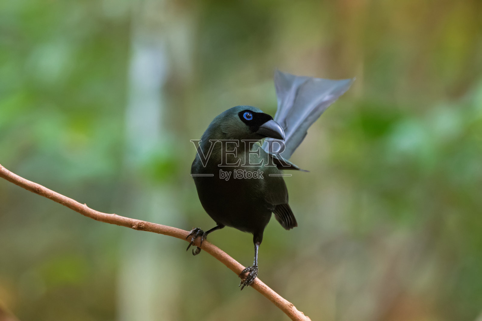 黑色有球拍状尾巴的树栖鸟，有金属绿色和蓝绿色的眼睛，栖息在森林的树枝上照片摄影图片