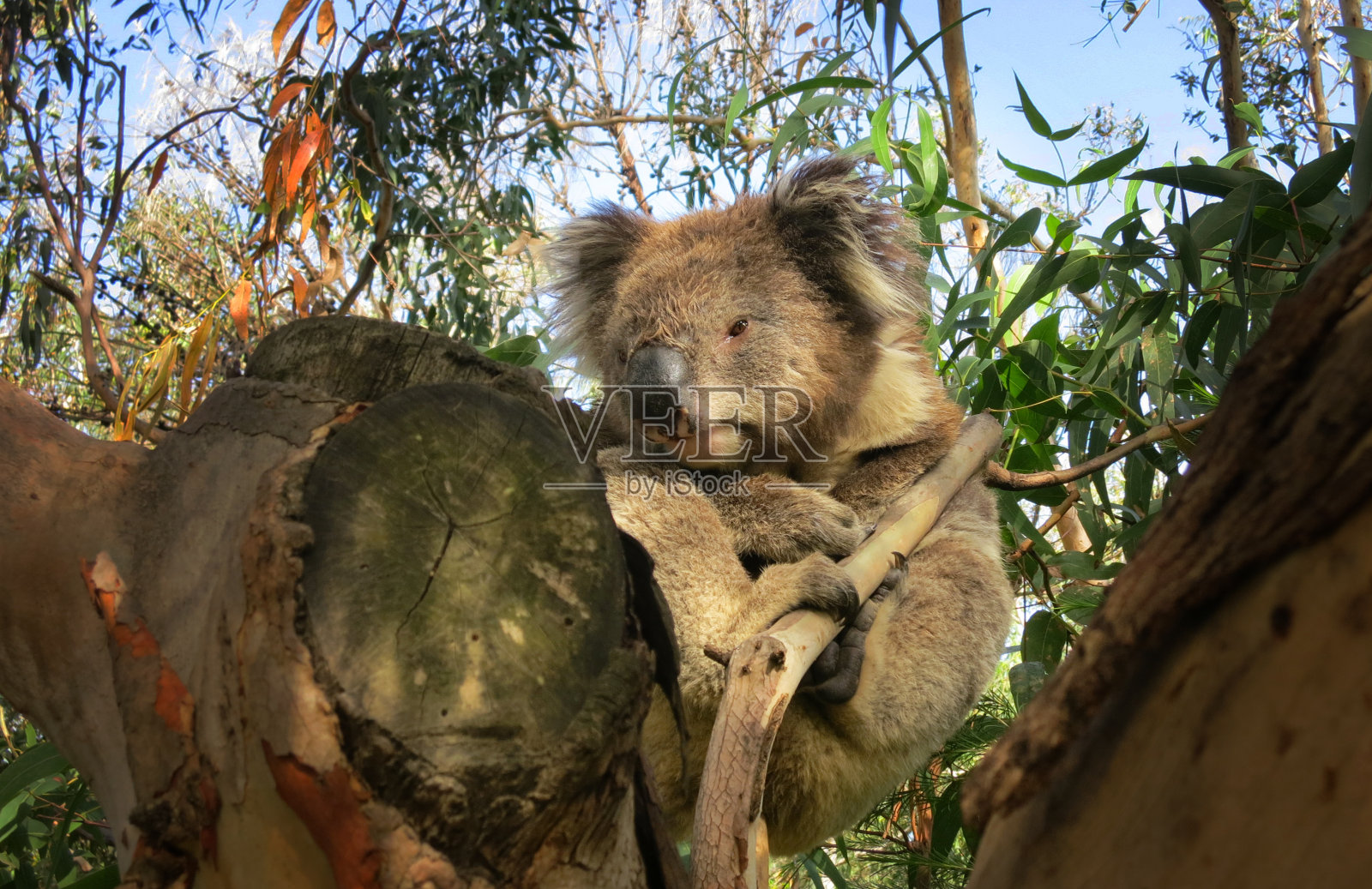 在澳大利亚维多利亚的森林里，一只野生考拉熊趴在一棵树上的树枝上照片摄影图片