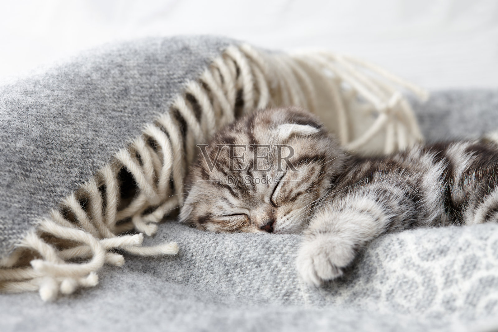 可爱的苏格兰折叠小猫睡觉照片摄影图片