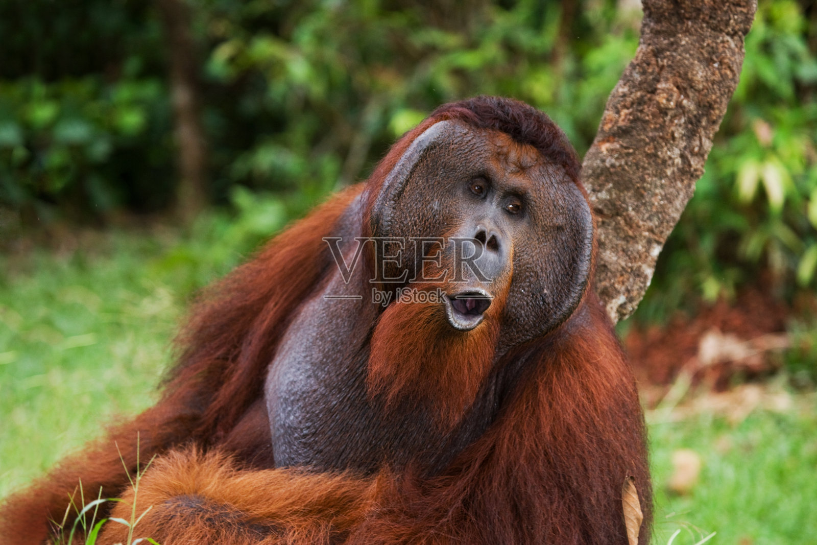 一只雄性猩猩的肖像。照片摄影图片