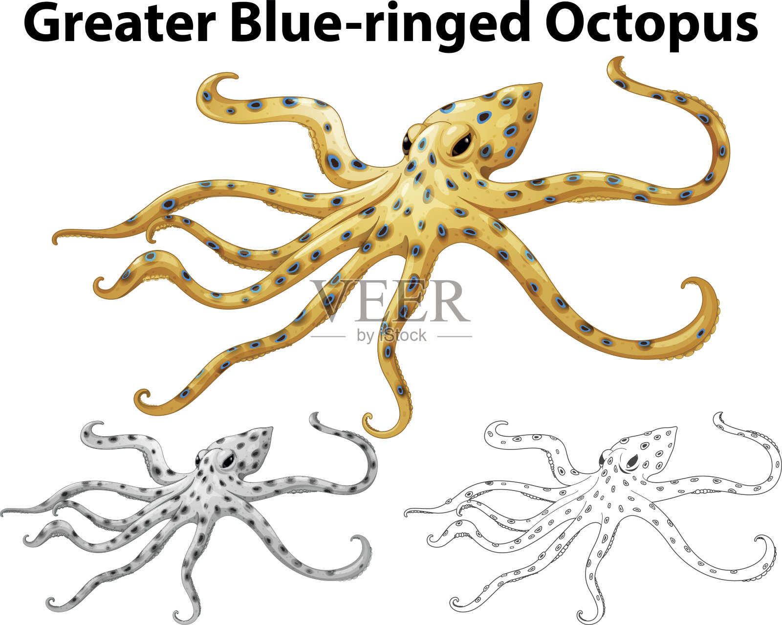 蓝环大章鱼的涂鸦动物插画图片素材