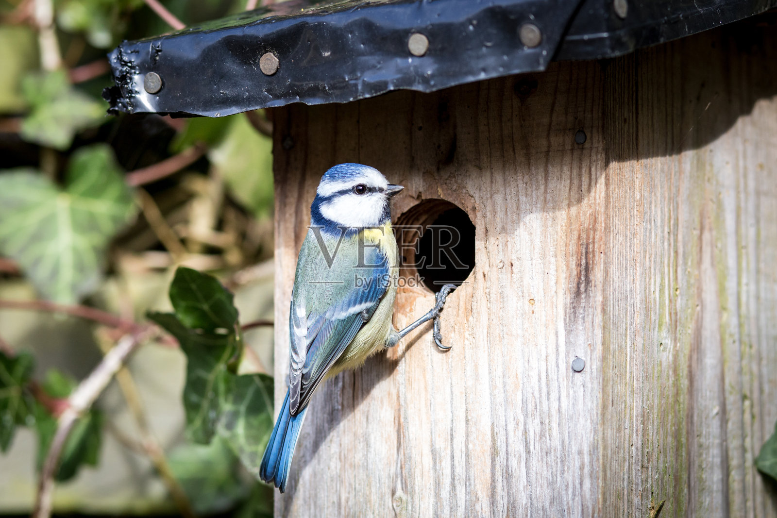 鸟舍里的蓝山雀照片摄影图片