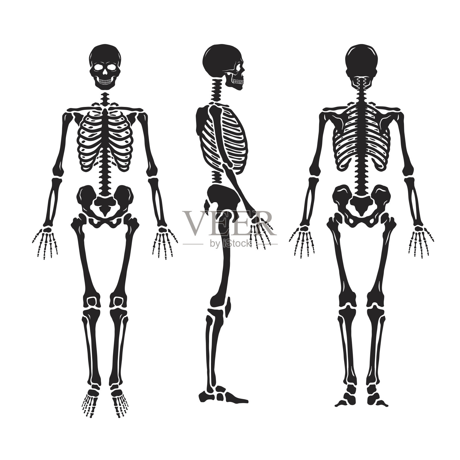 解剖学上的人体骨骼，有三种姿势。插画图片素材