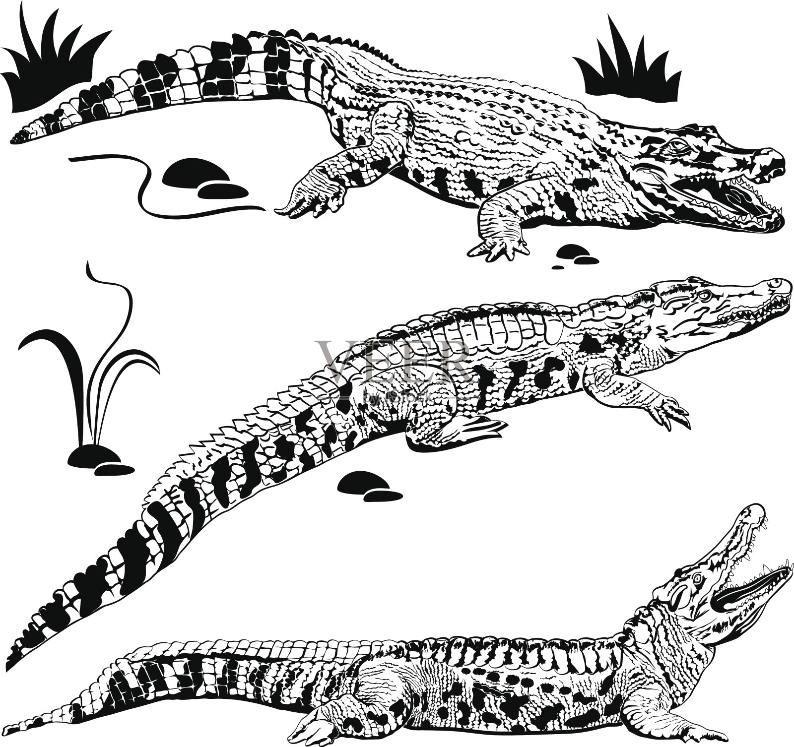 轮廓的鳄鱼设计元素图片
