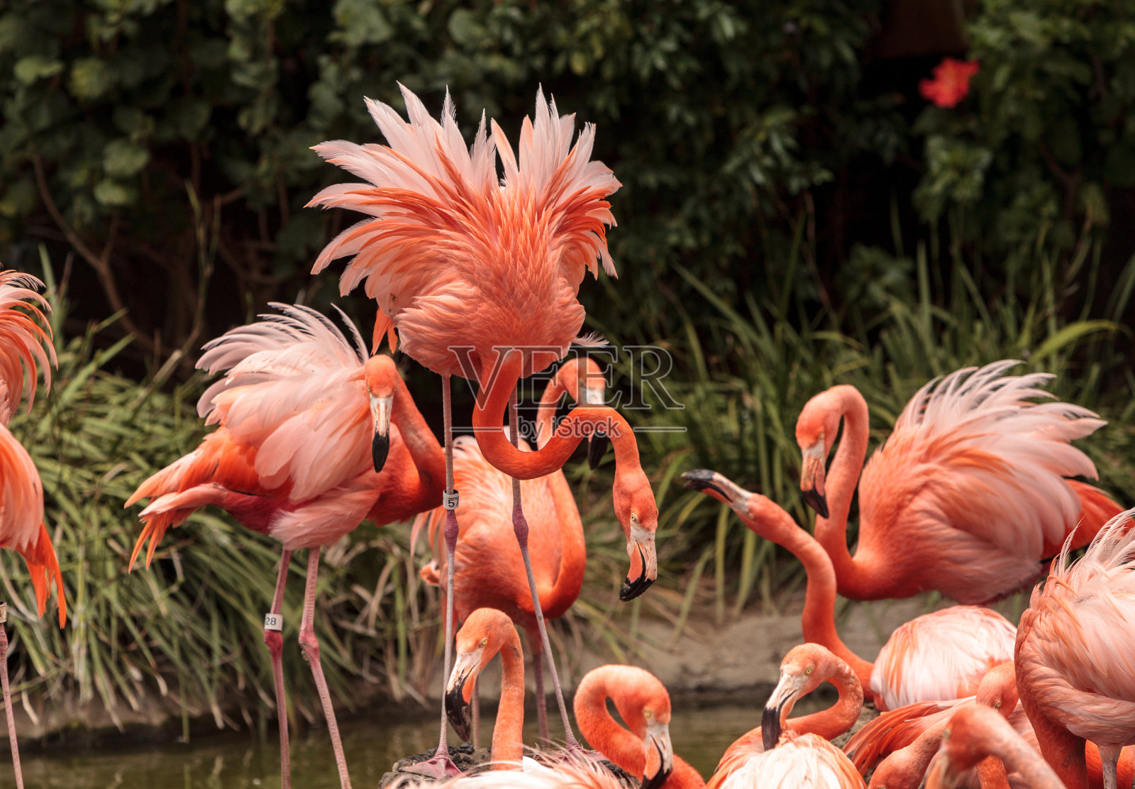 粉红的加勒比火烈鸟，红凤凰照片摄影图片