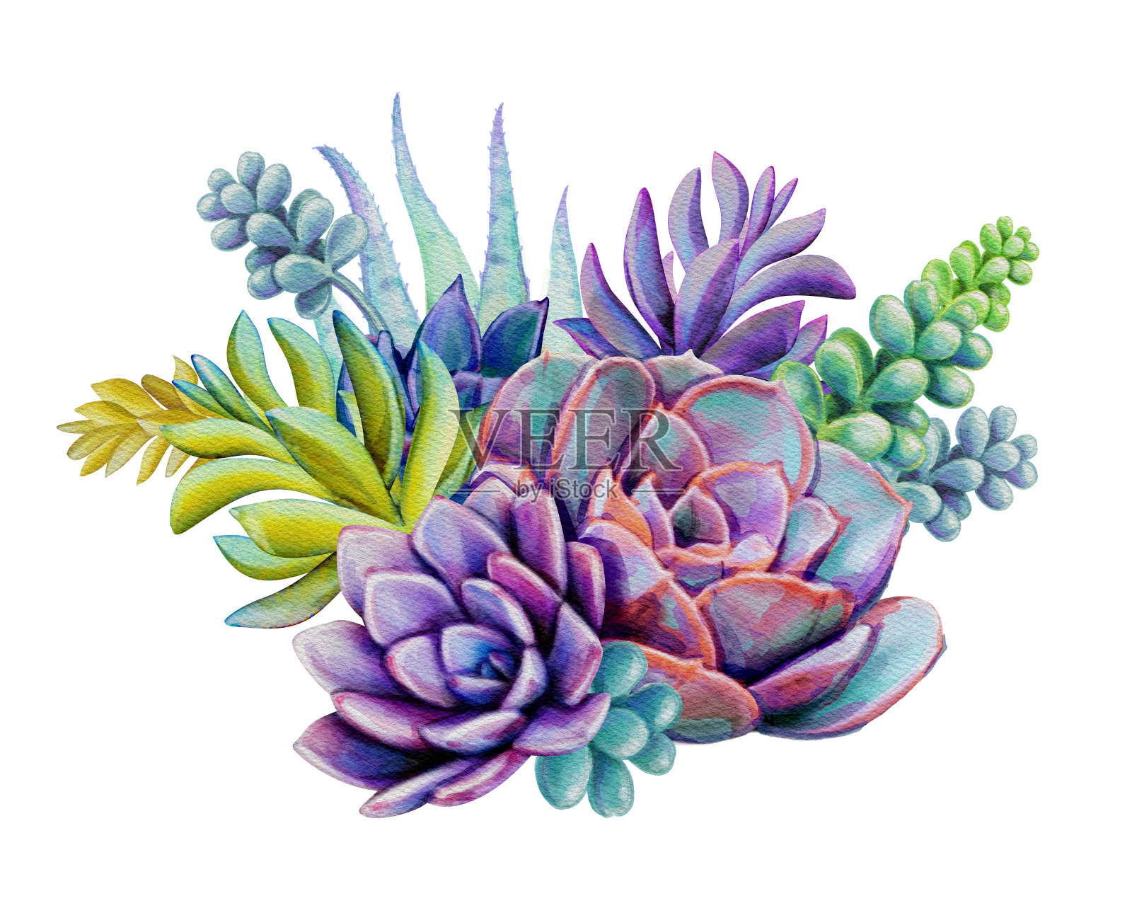 水彩肉质植物组成，花束插图，孤立在白色的背景插画图片素材