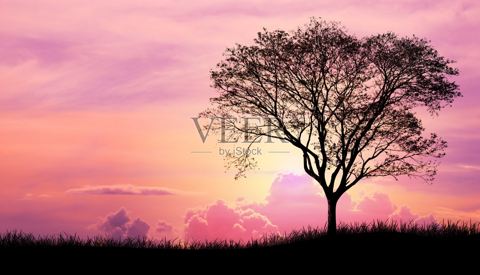 剪影树和草在粉红色的紫色天空云的背景照片摄影图片