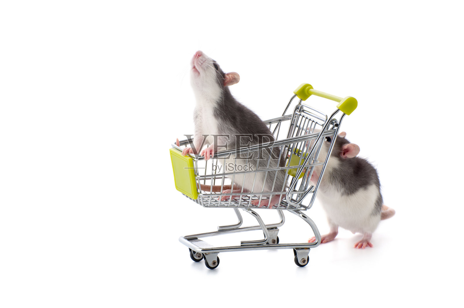 小老鼠把他的亲戚推到购物车里。照片摄影图片