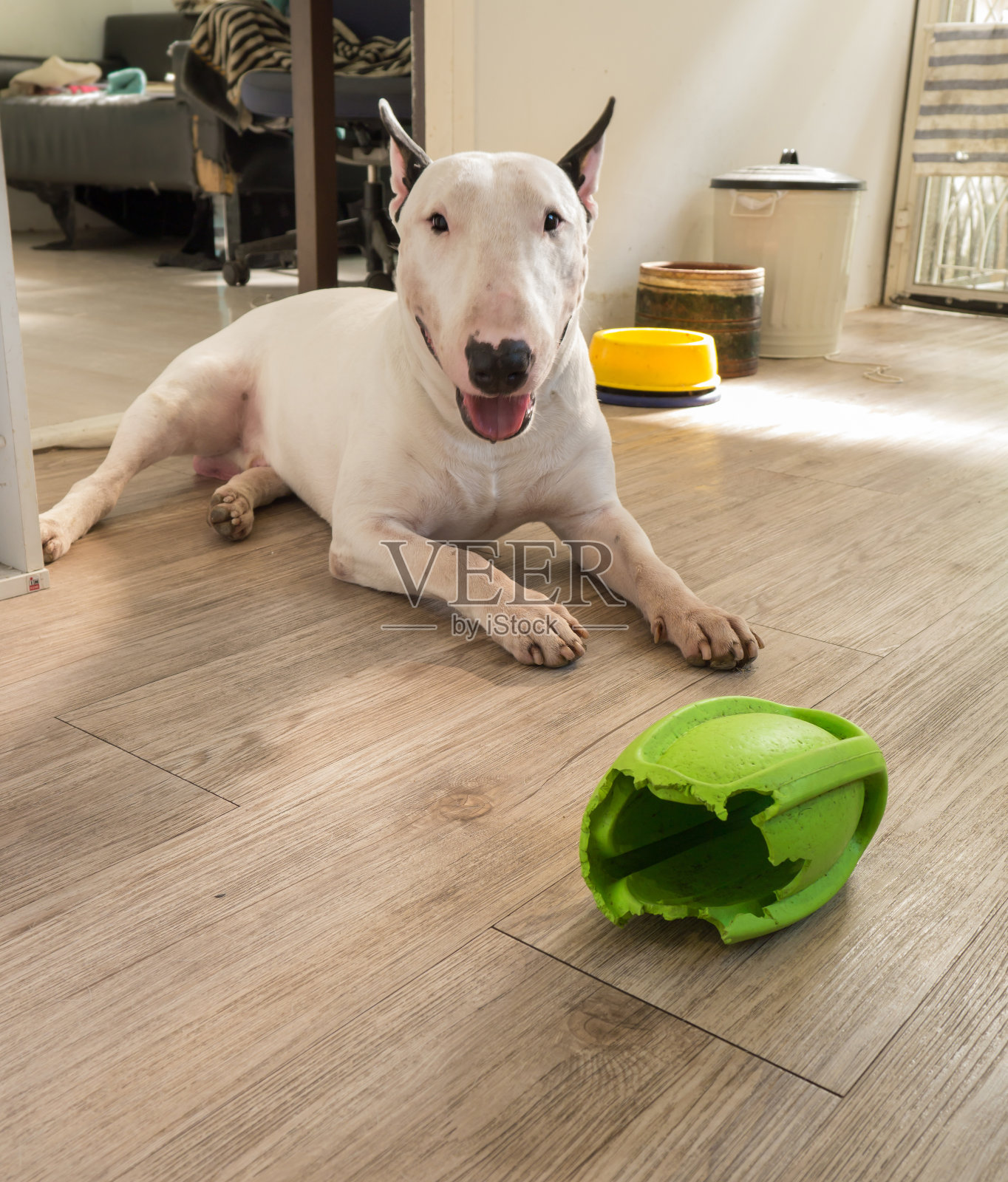 斗牛犬和咬橄榄球的橡胶狗玩具照片摄影图片