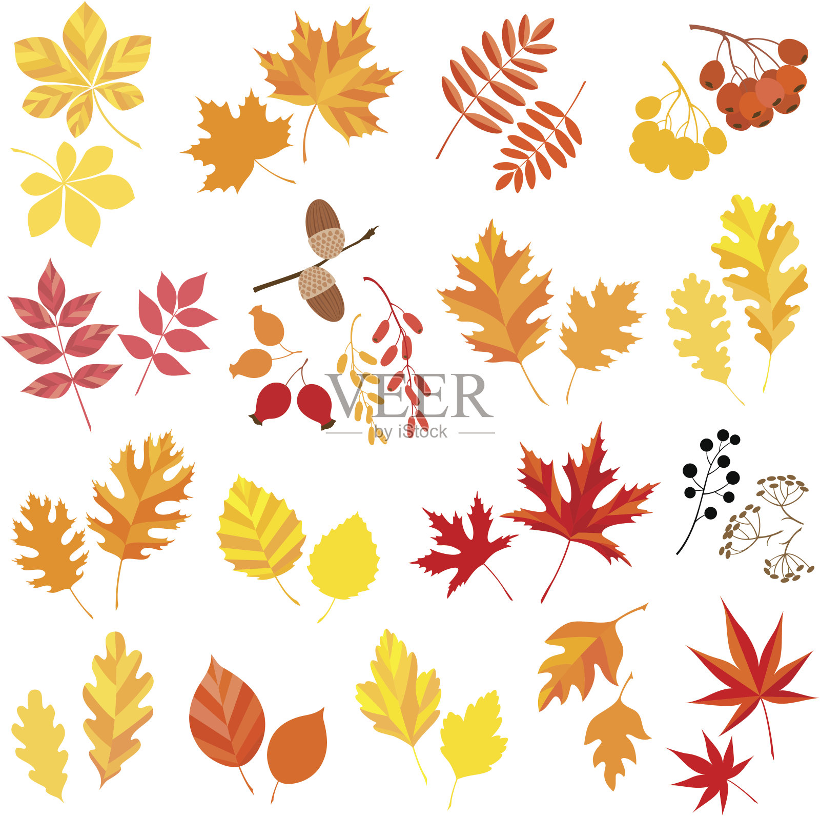 秋天的树叶和浆果。插画图片素材