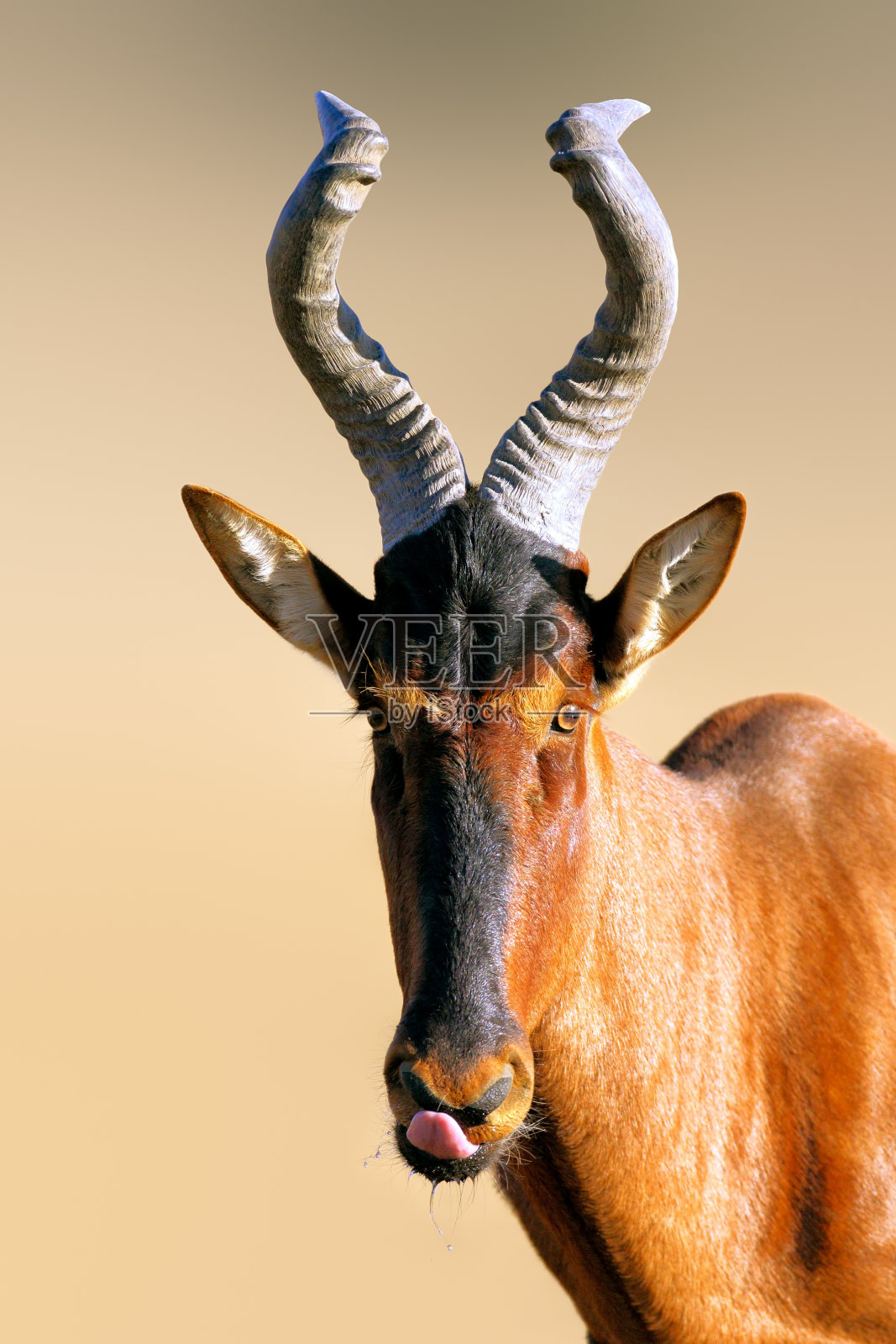 红色的大羚羊肖像照片摄影图片