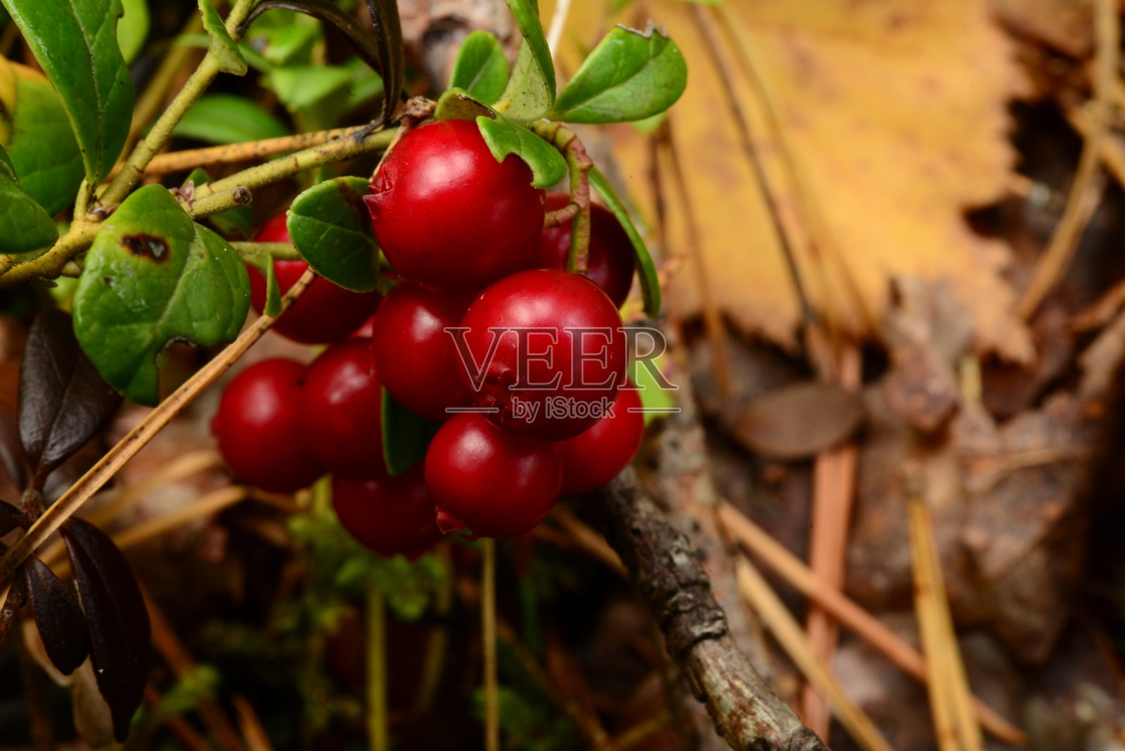 一串成熟的红莓照片摄影图片
