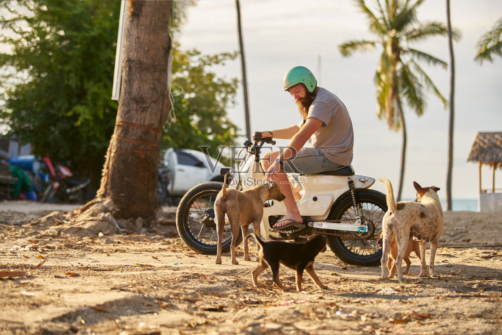 泰国游客骑着老式摩托车，周围是流浪狗照片摄影图片