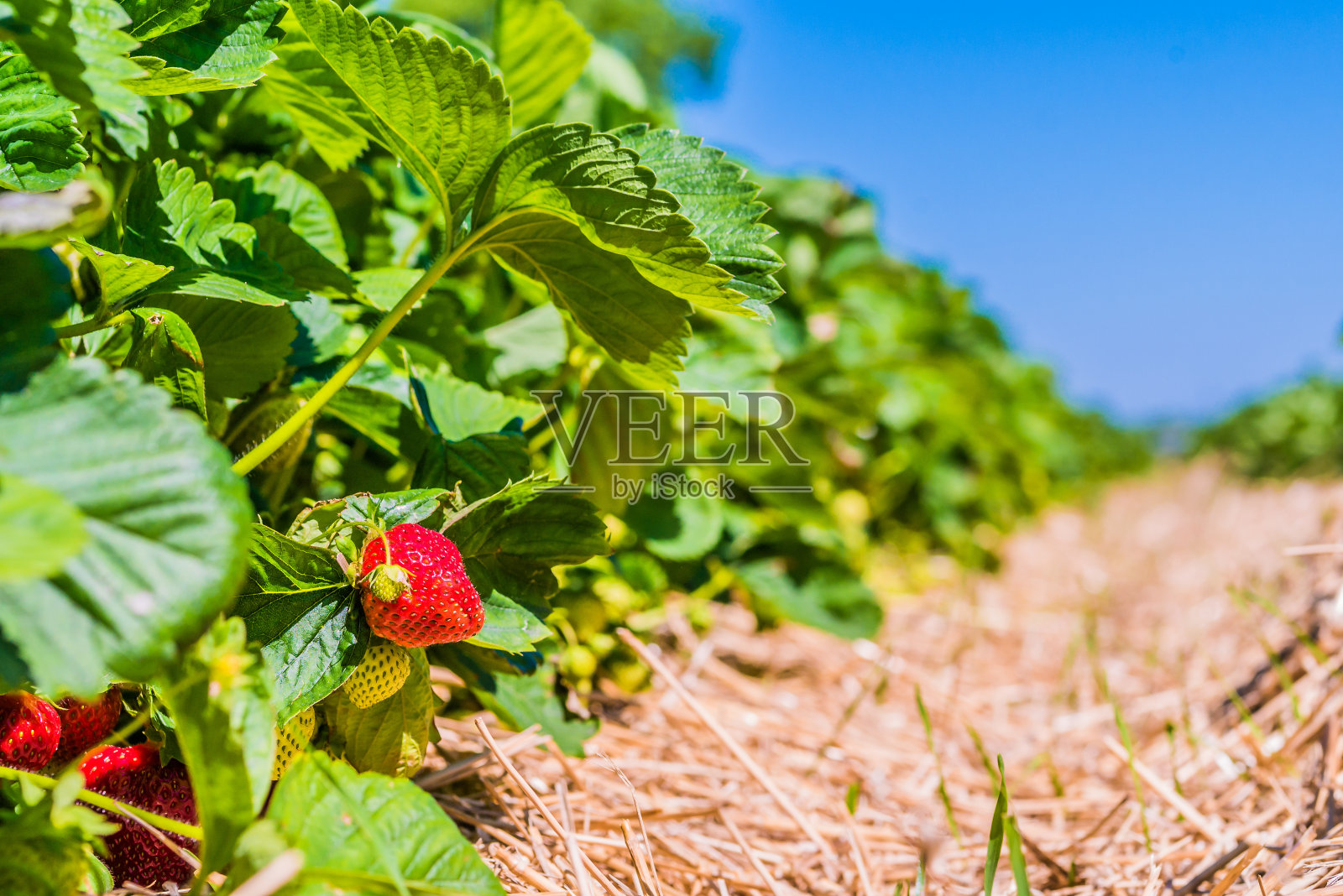 草莓。有一些成熟水果的花园床。背景是蓝色的天空照片摄影图片