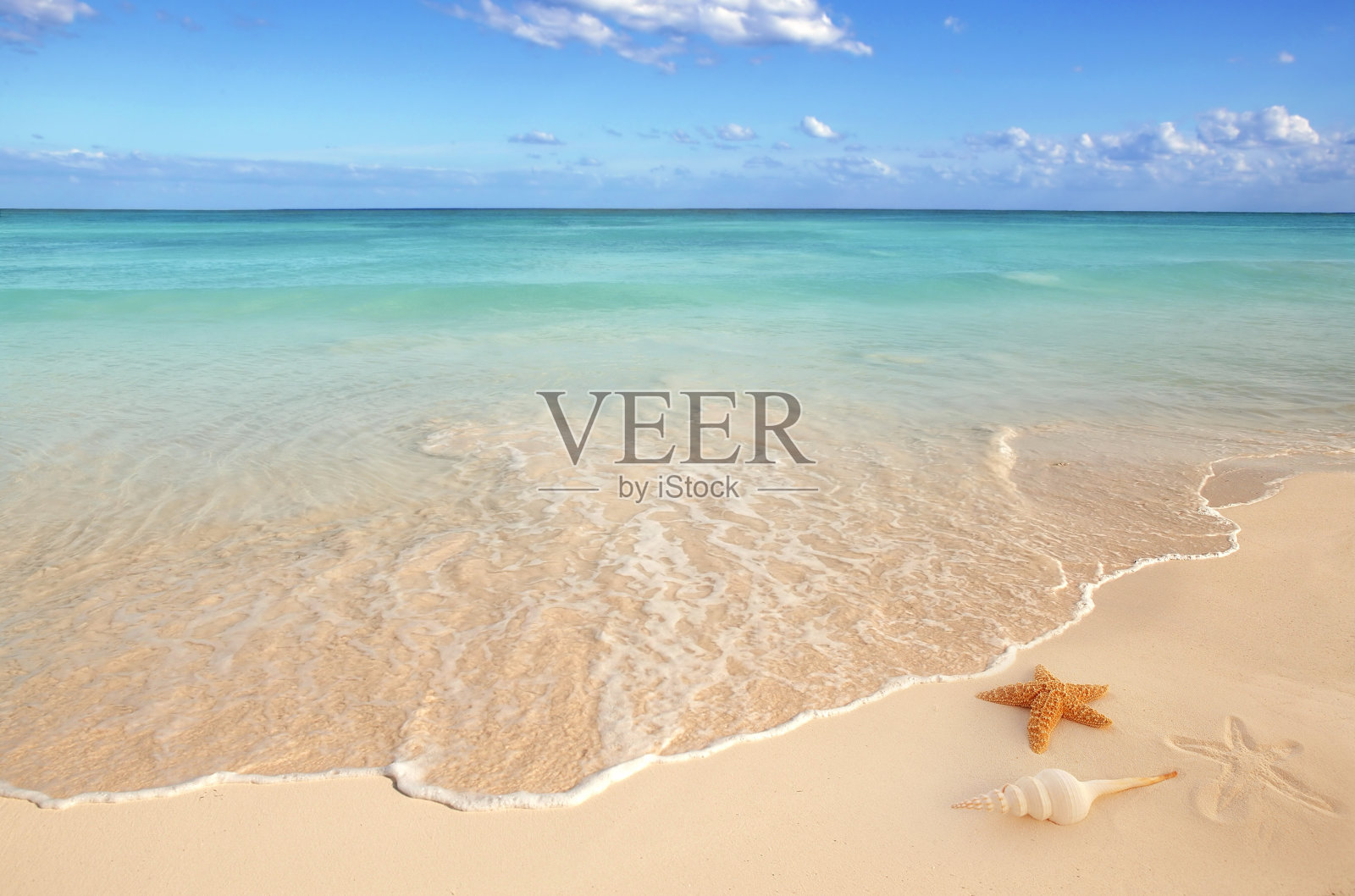 阳光明媚的沙滩上有海星和贝壳照片摄影图片