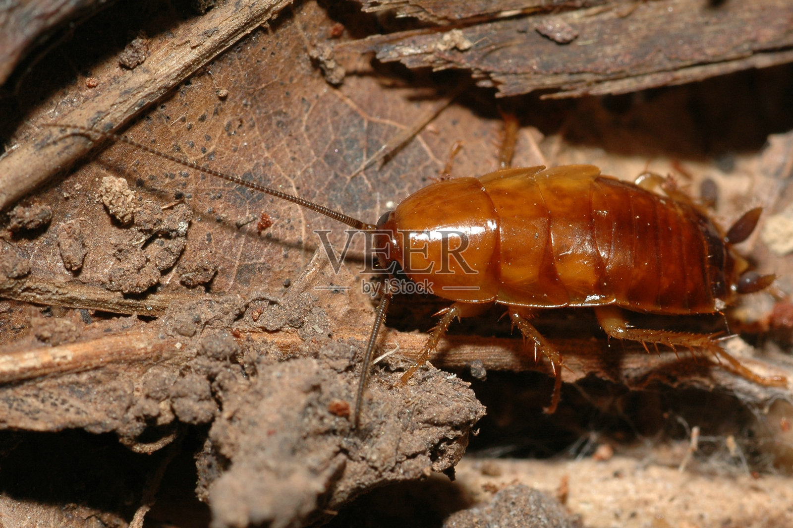 蟑螂爬过泥土和树叶照片摄影图片