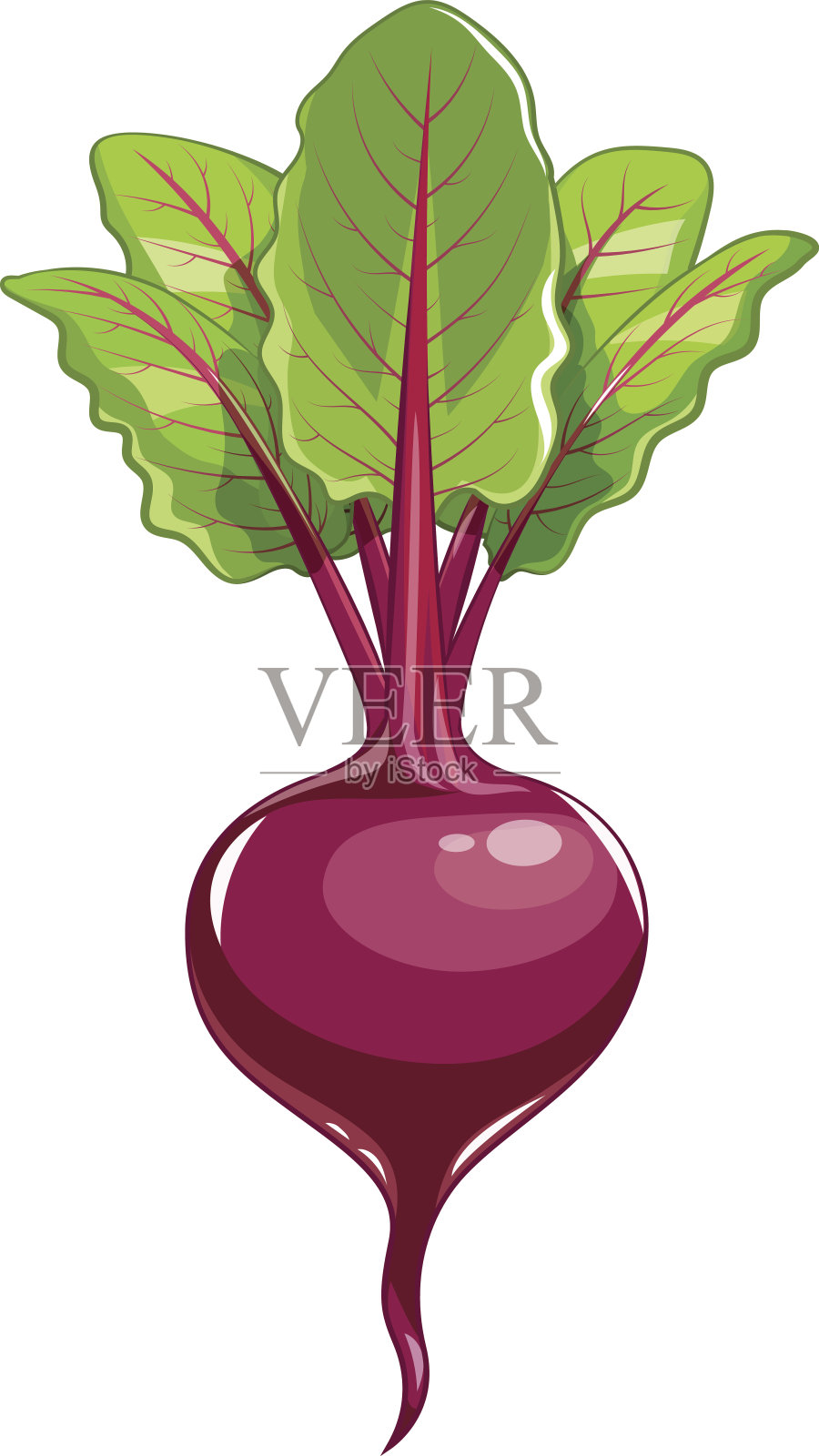 新鲜甜菜叶插画图片素材