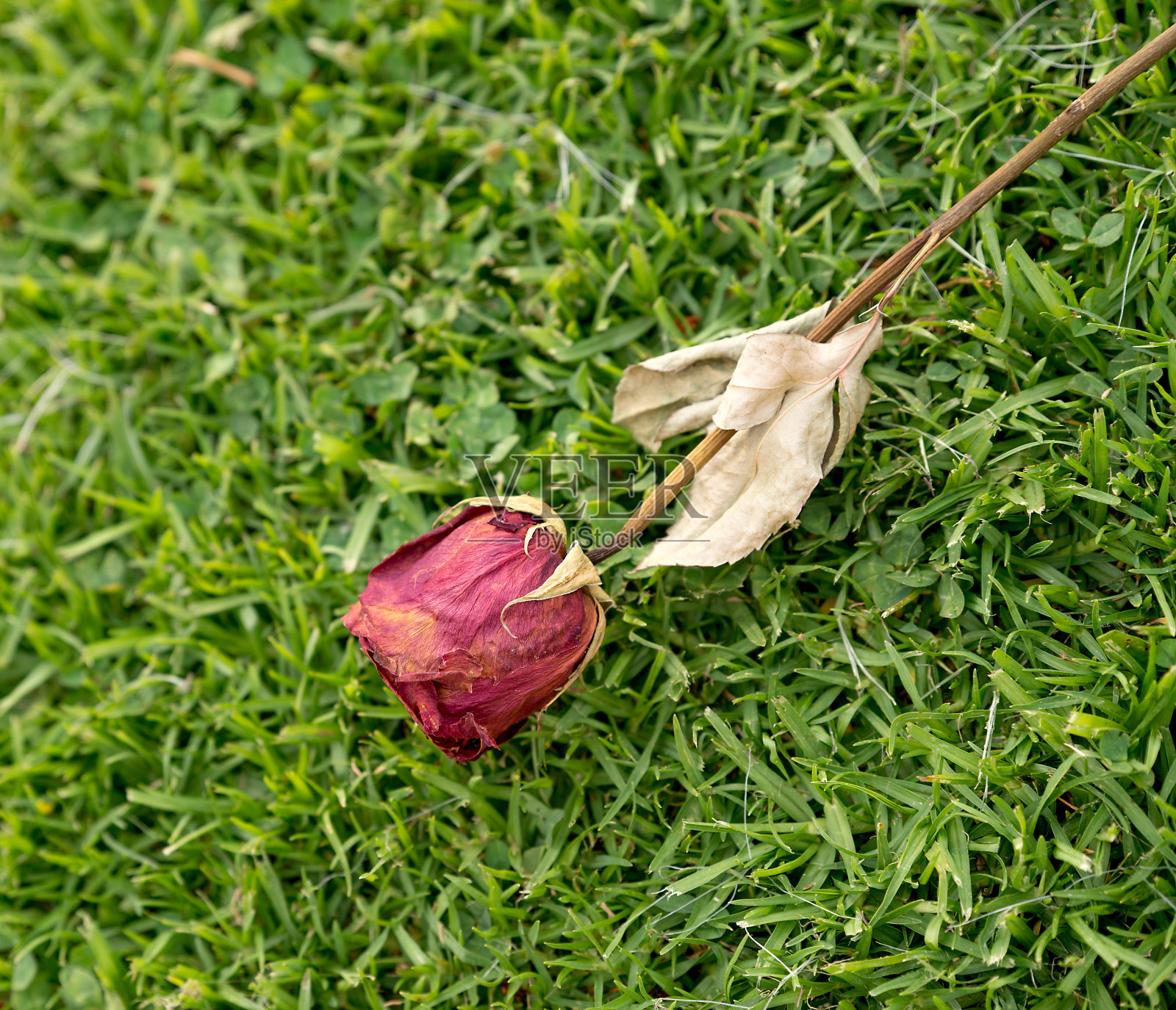 干枯的废弃玫瑰的特写，映衬着草木的背景照片摄影图片