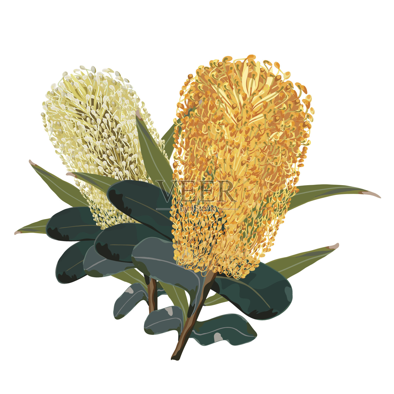 澳大利亚黄色Banksia花矢量插图设计元素图片
