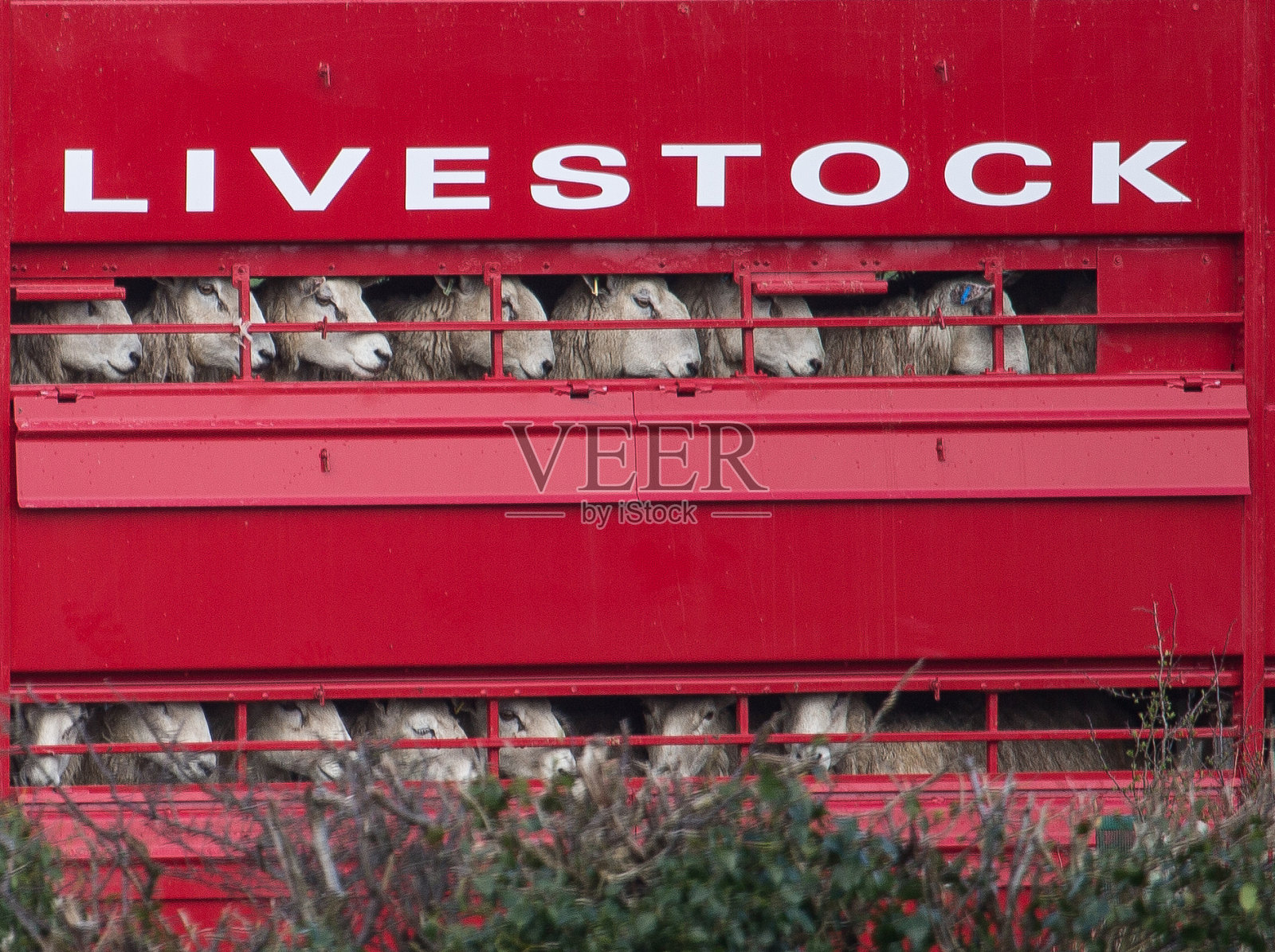 牲畜羊被用鲜红色的卡车运往市场照片摄影图片