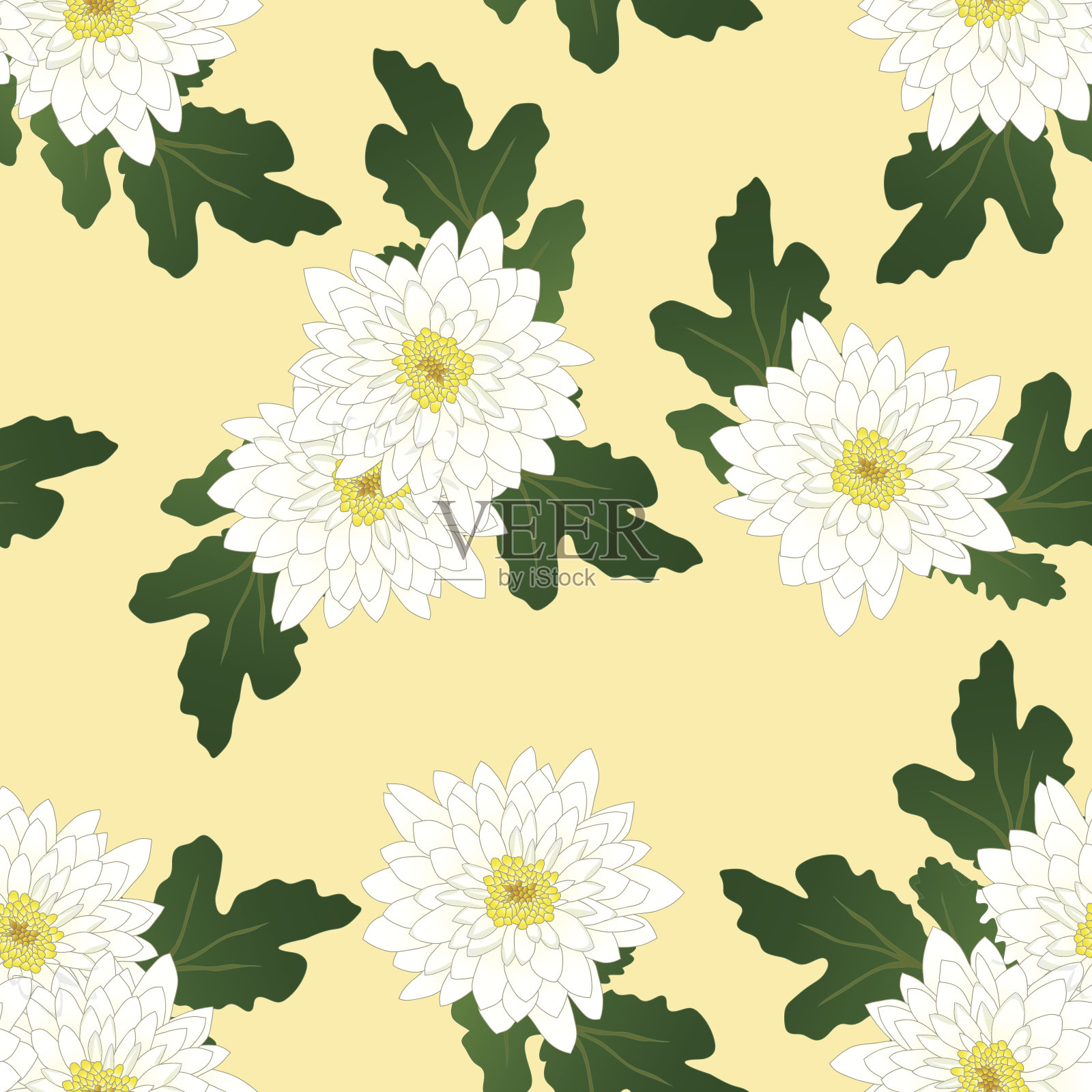 白色菊花在黄色象牙背景。矢量图插画图片素材