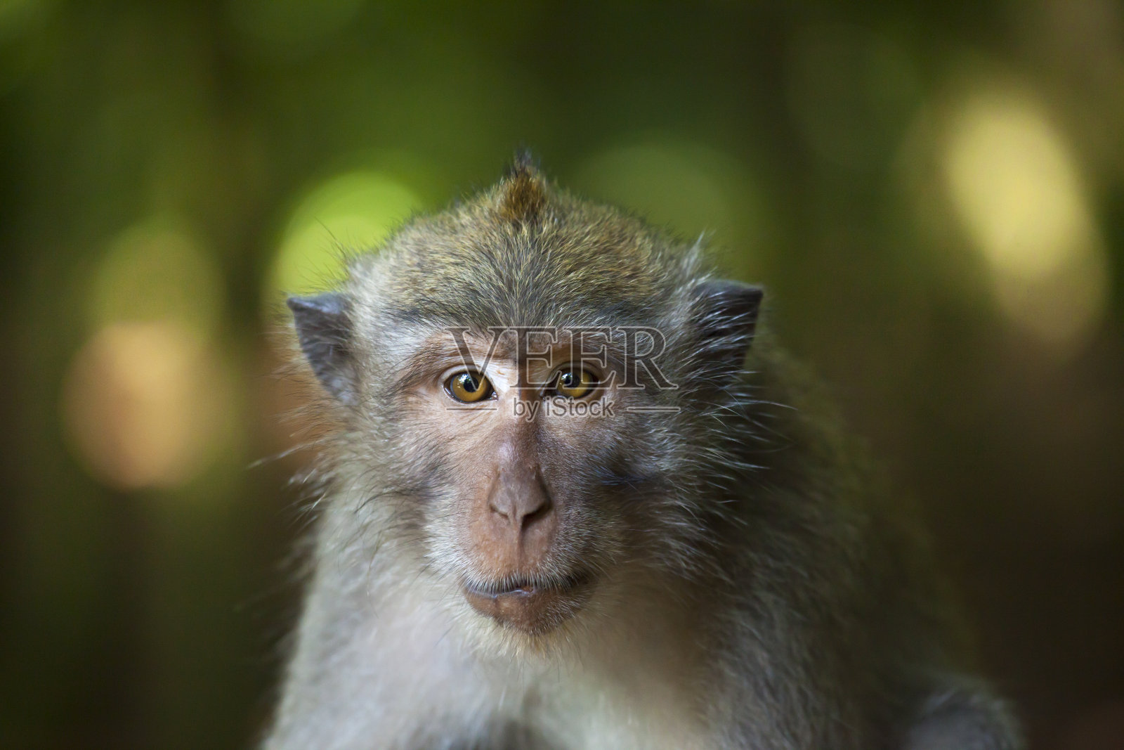猕猴独自坐在森林里的肖像照片摄影图片