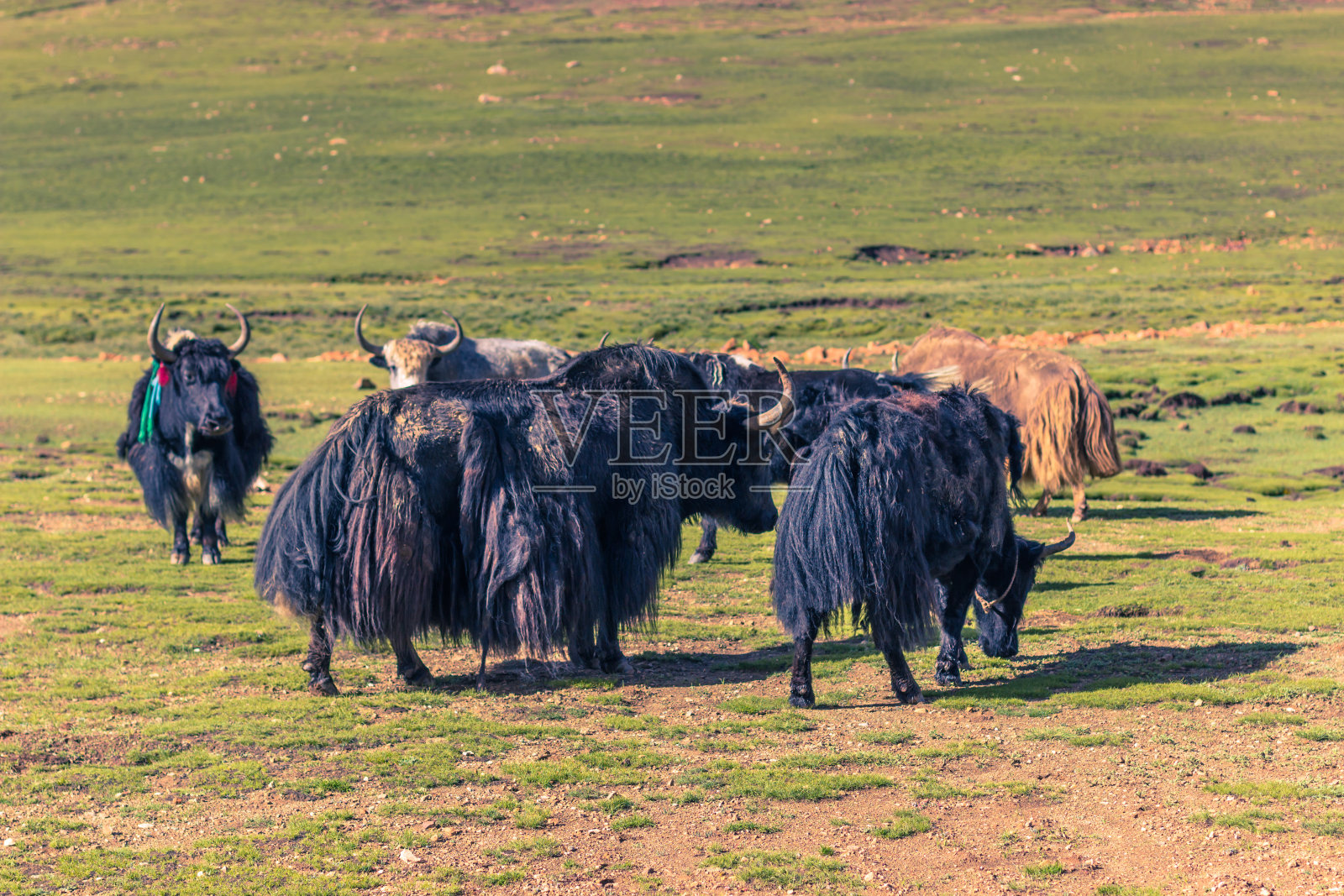 2014年8月16日——西藏农村的牦牛照片摄影图片