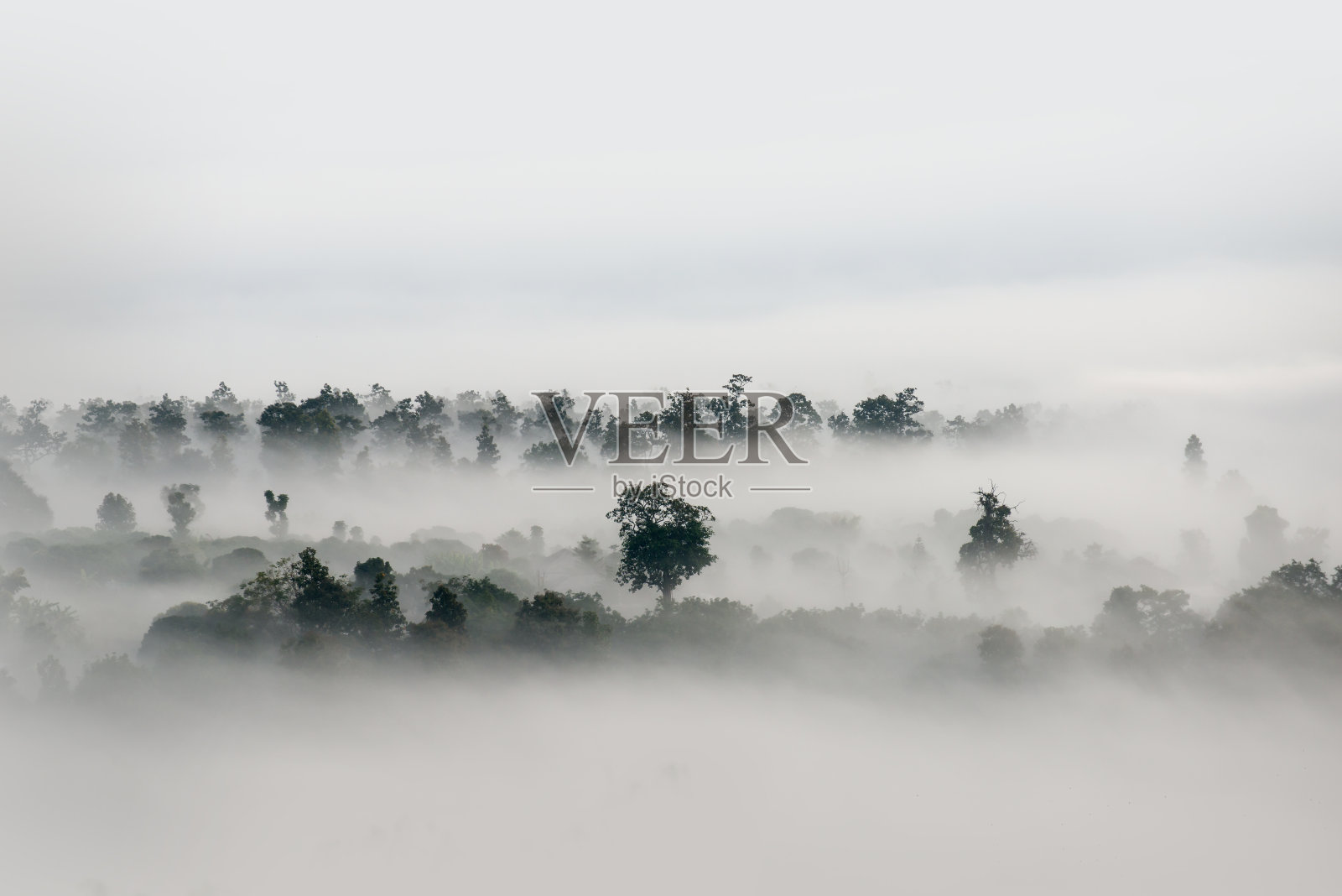 森林上空的雾，极简主义摄影中的黑白色调照片摄影图片