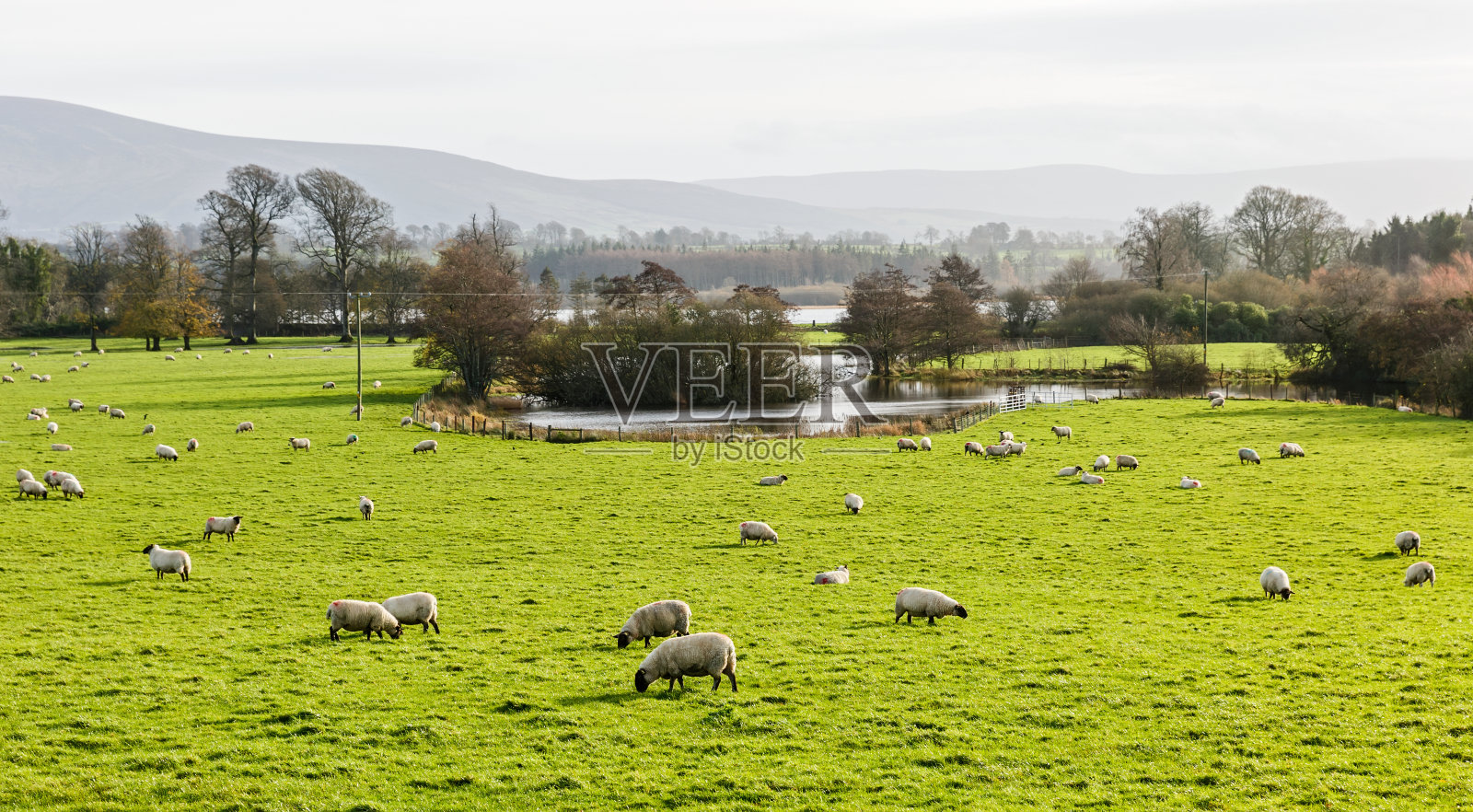 爱尔兰的绵羊农场照片摄影图片