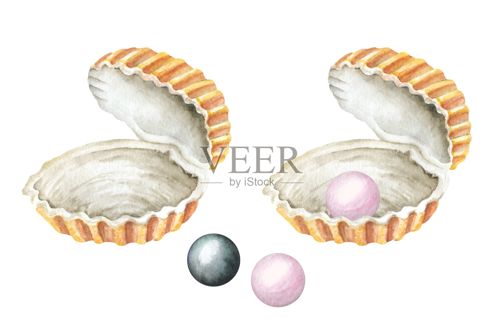 海贝壳和珍珠。水彩插图插画图片素材
