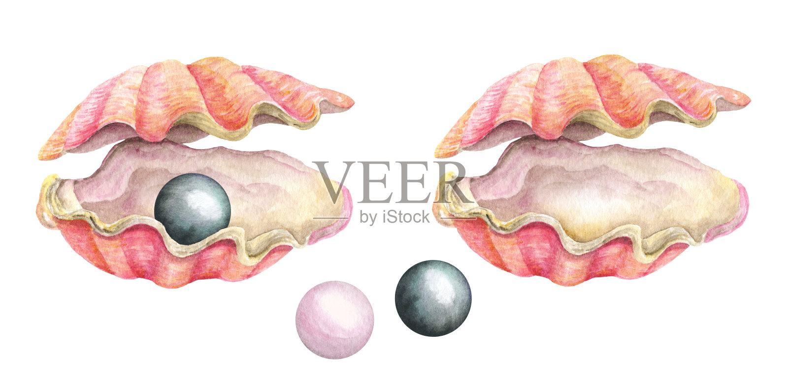 海贝壳和珍珠。水彩插图插画图片素材