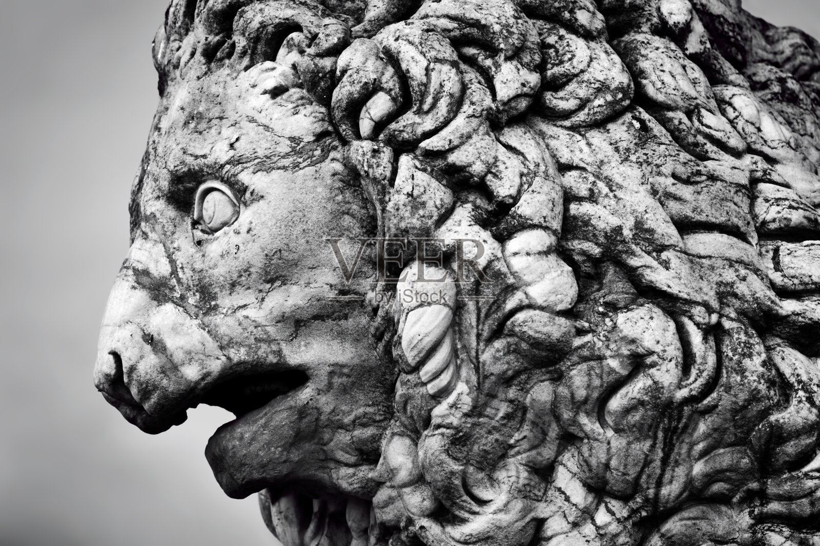 美第奇狮的古代雕塑。意大利的佛罗伦萨照片摄影图片