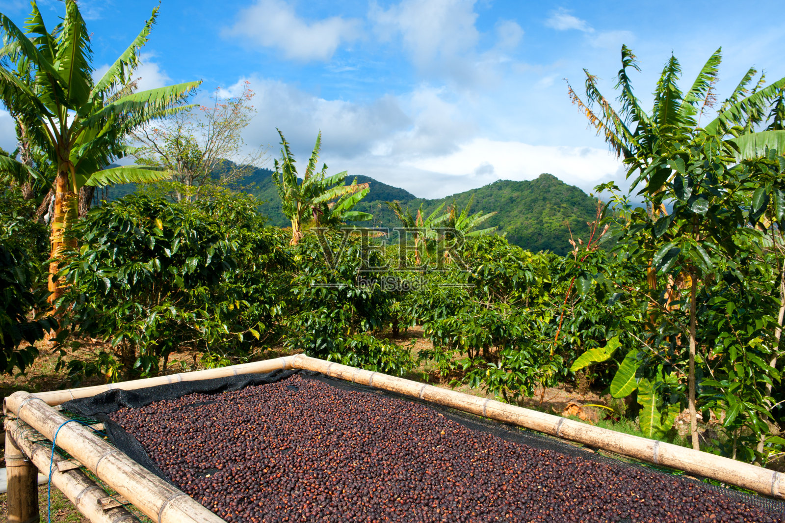 中美洲巴拿马的咖啡种植园。照片摄影图片