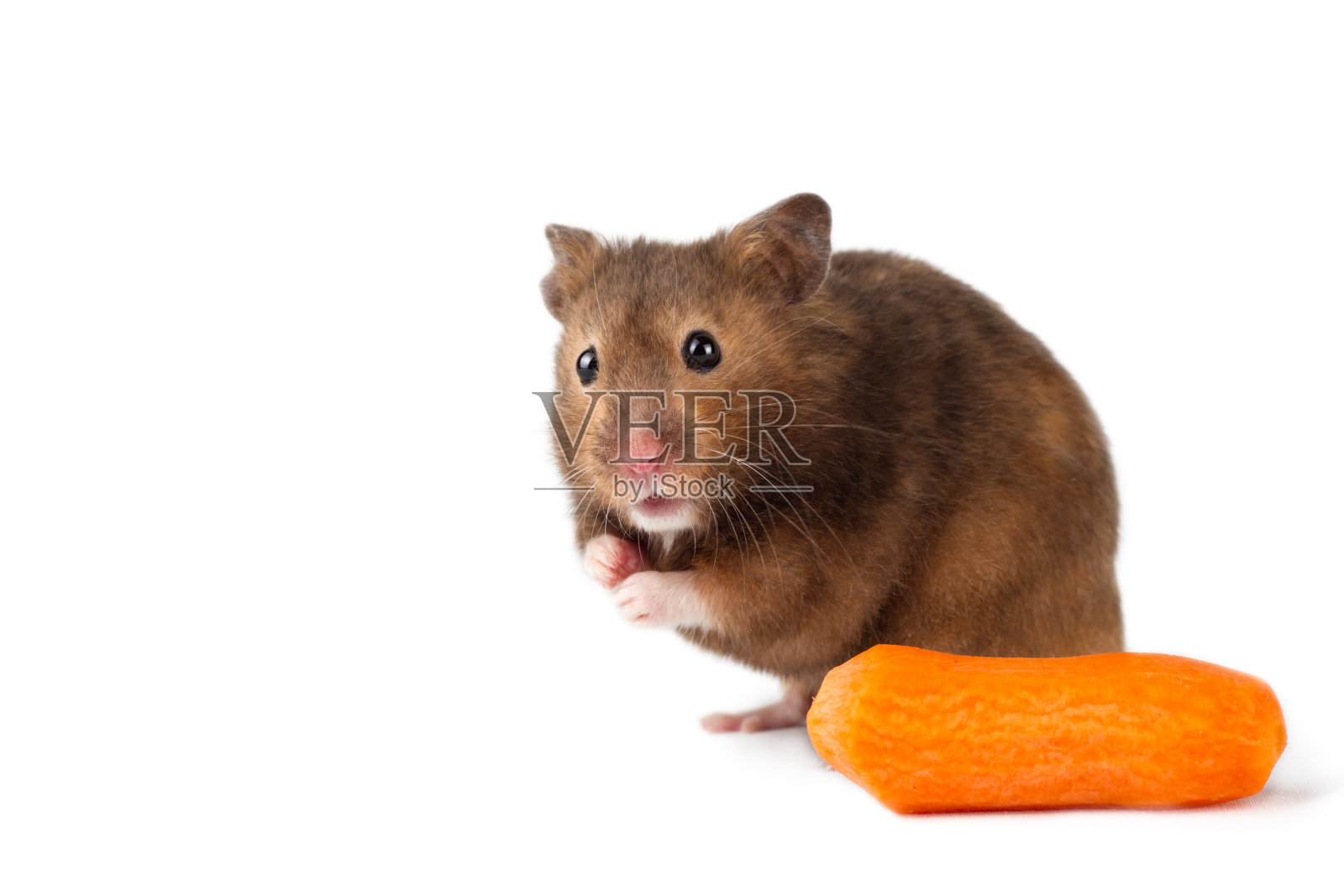 可爱的仓鼠与胡萝卜孤立的白色照片摄影图片