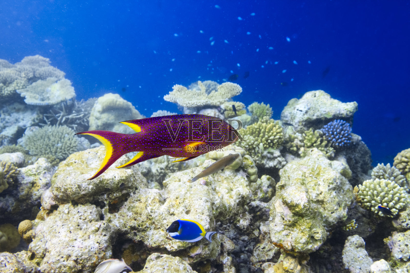石斑鱼-珊瑚礁上的卢提天花照片摄影图片
