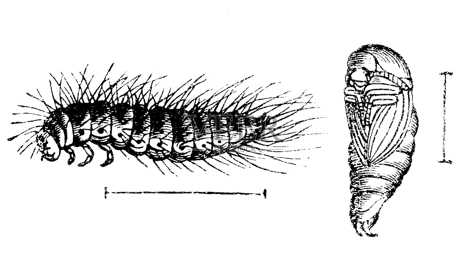 拉德甲壳虫（德梅斯特·拉达里乌斯）幼虫插画图片素材