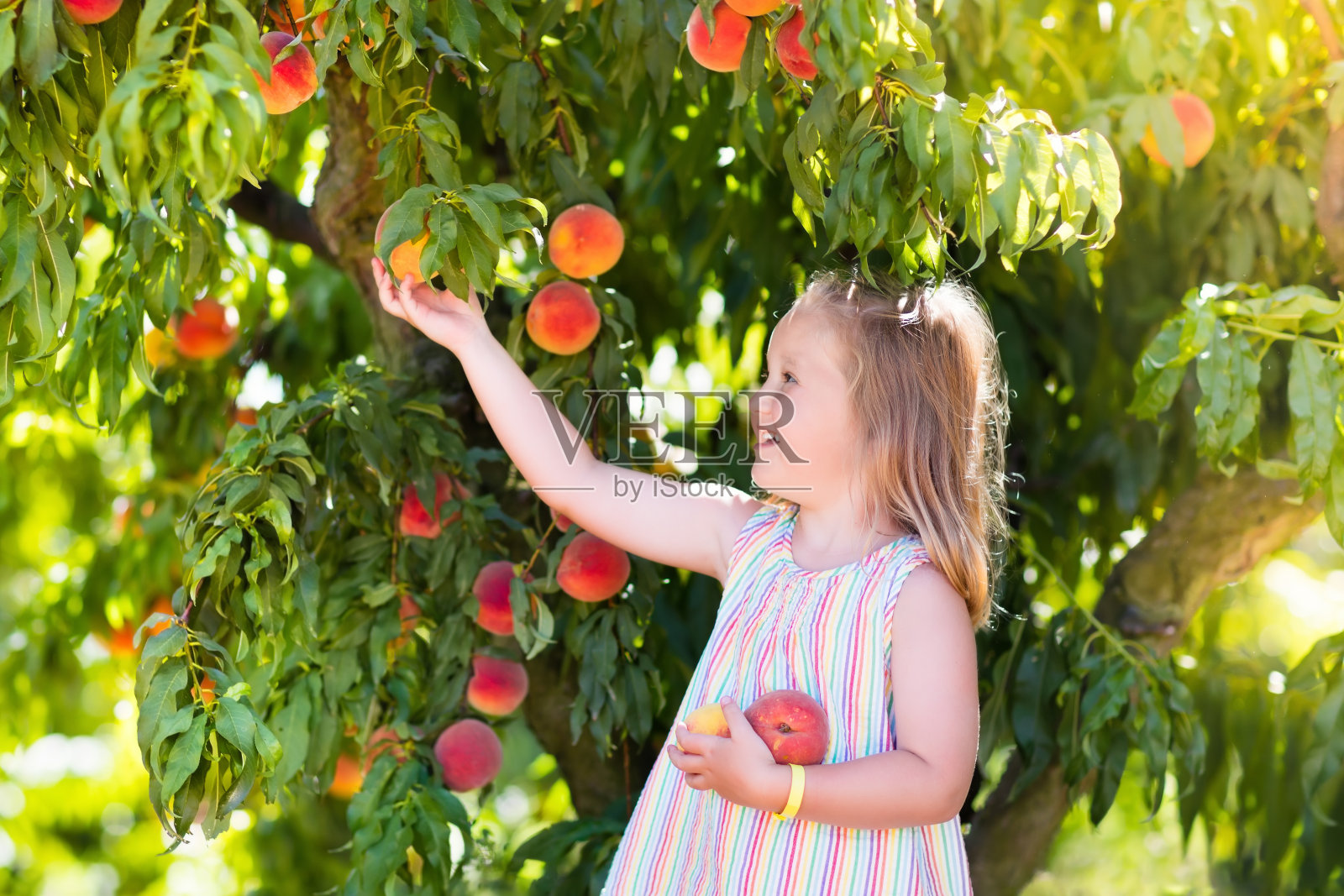 孩子们从果树上摘桃子吃照片摄影图片
