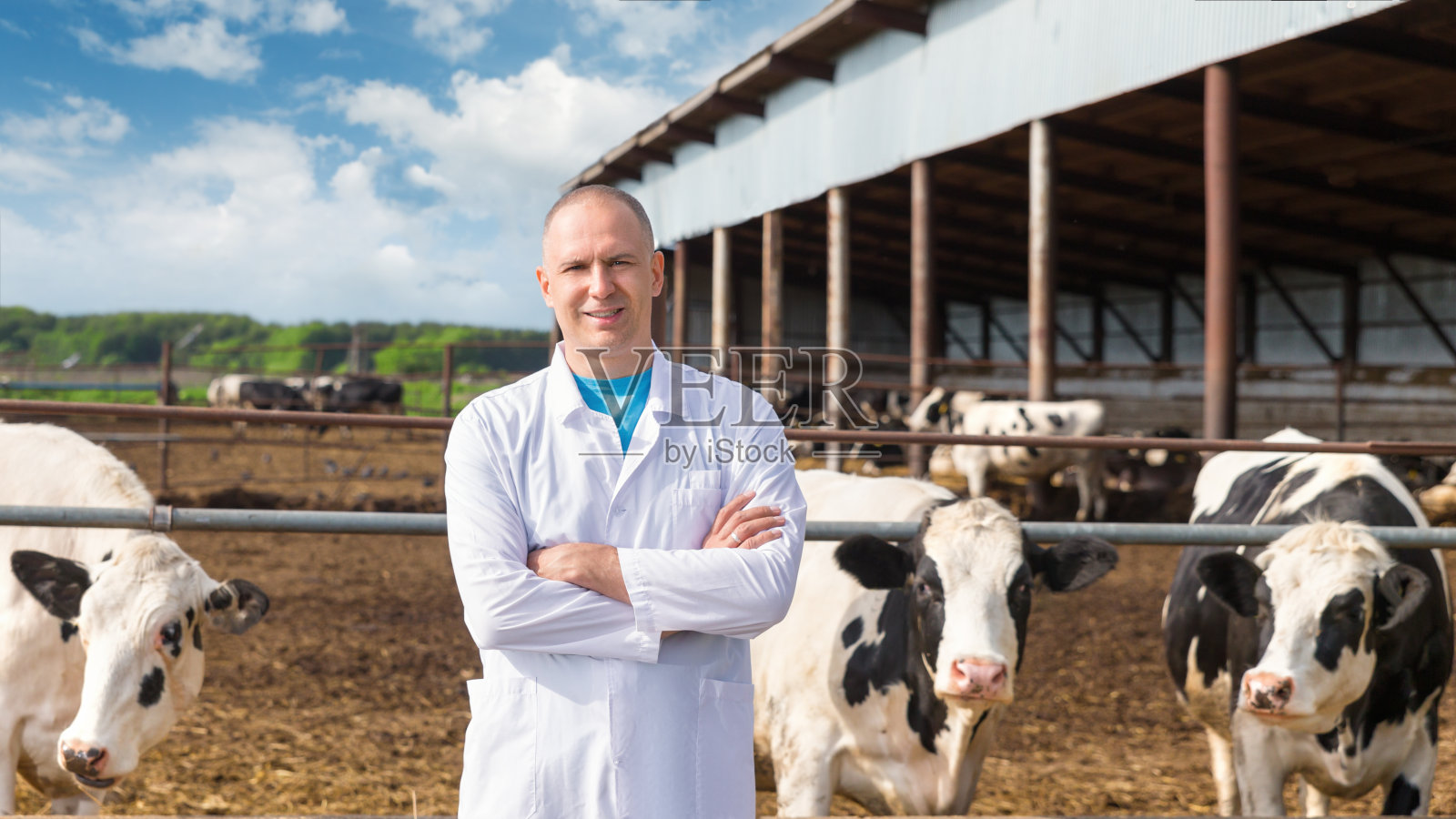 成熟的兽医在畜牧场照顾奶牛群照片摄影图片