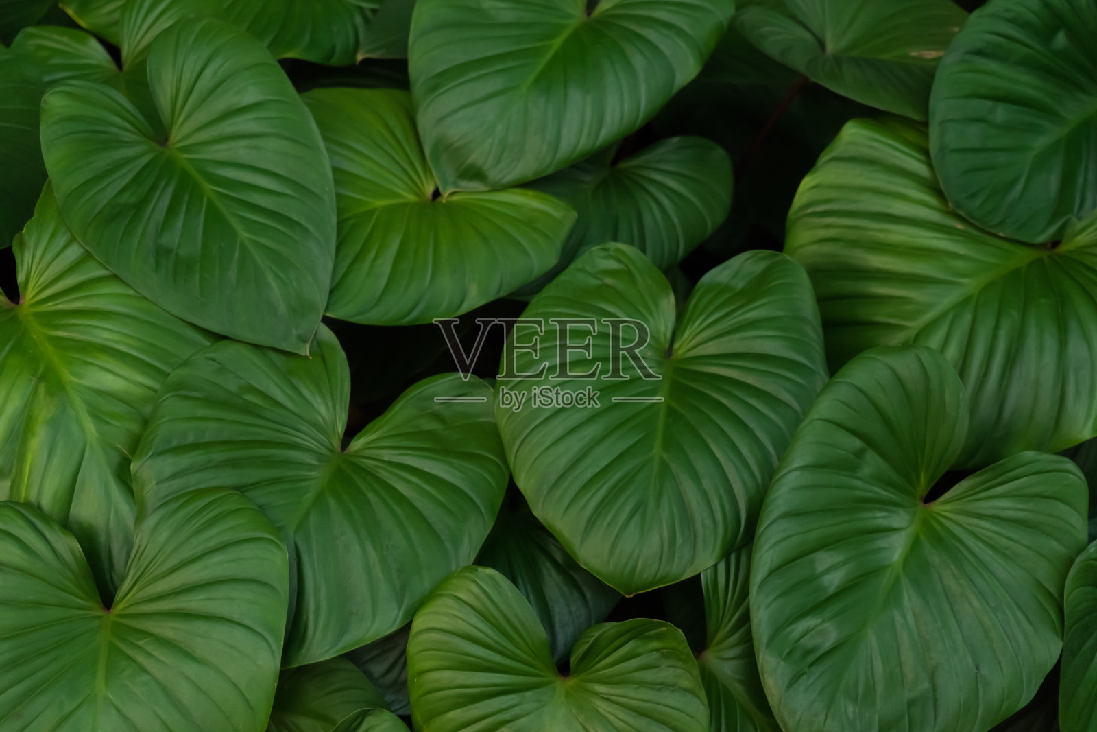 热带大绿叶图案背景。黑色的阿洛克西亚灌木。照片摄影图片