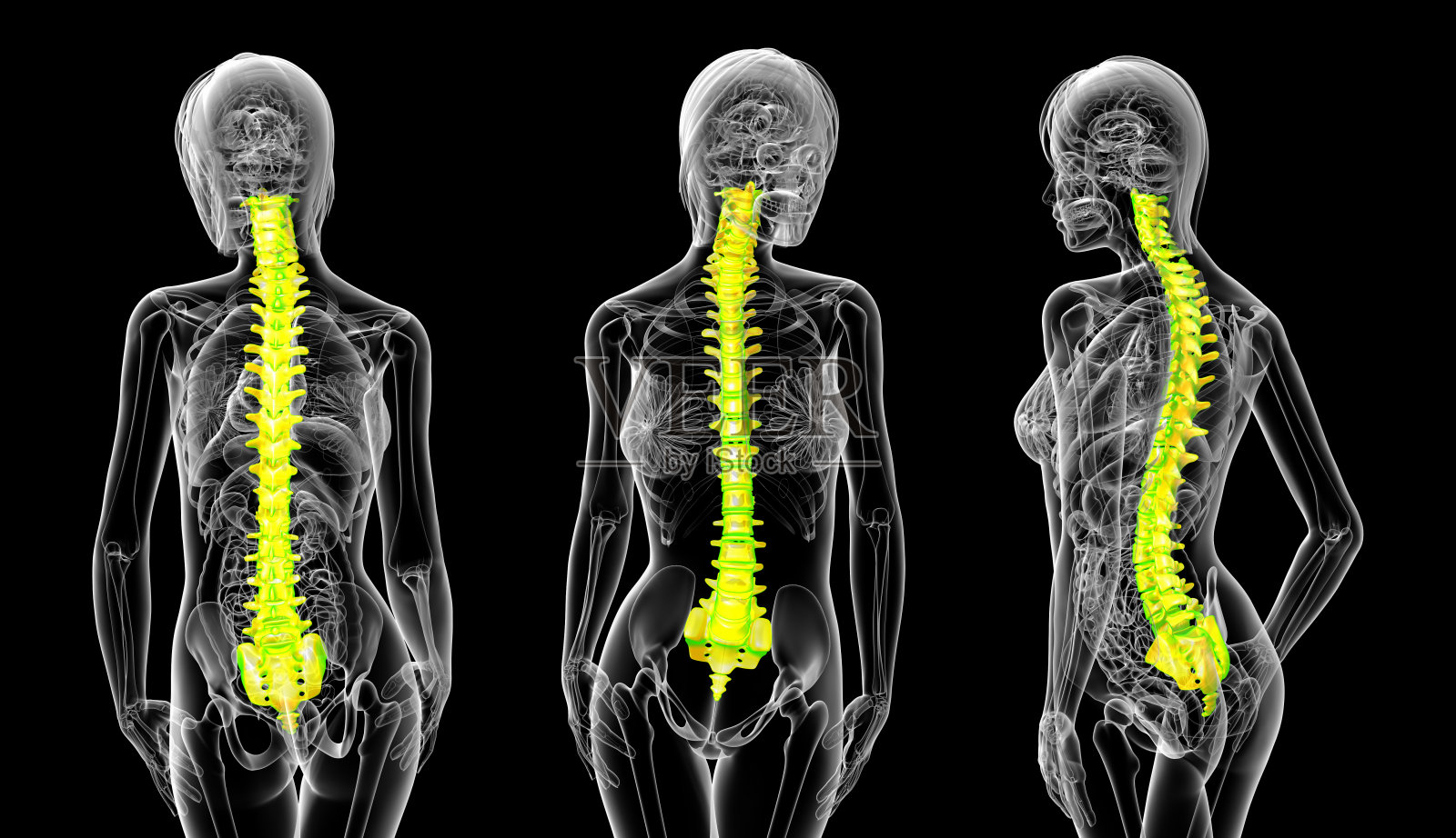 人体脊柱的3d渲染医学插图照片摄影图片