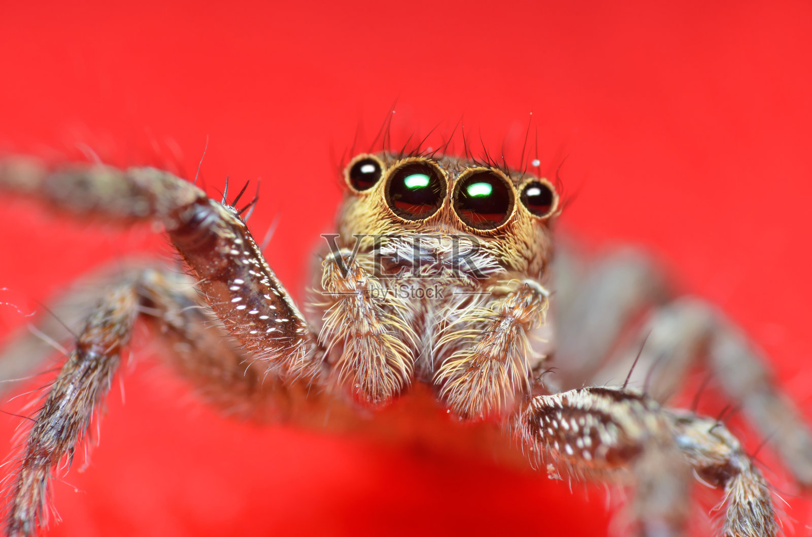 红色背景上的蜘蛛跳跃者照片摄影图片