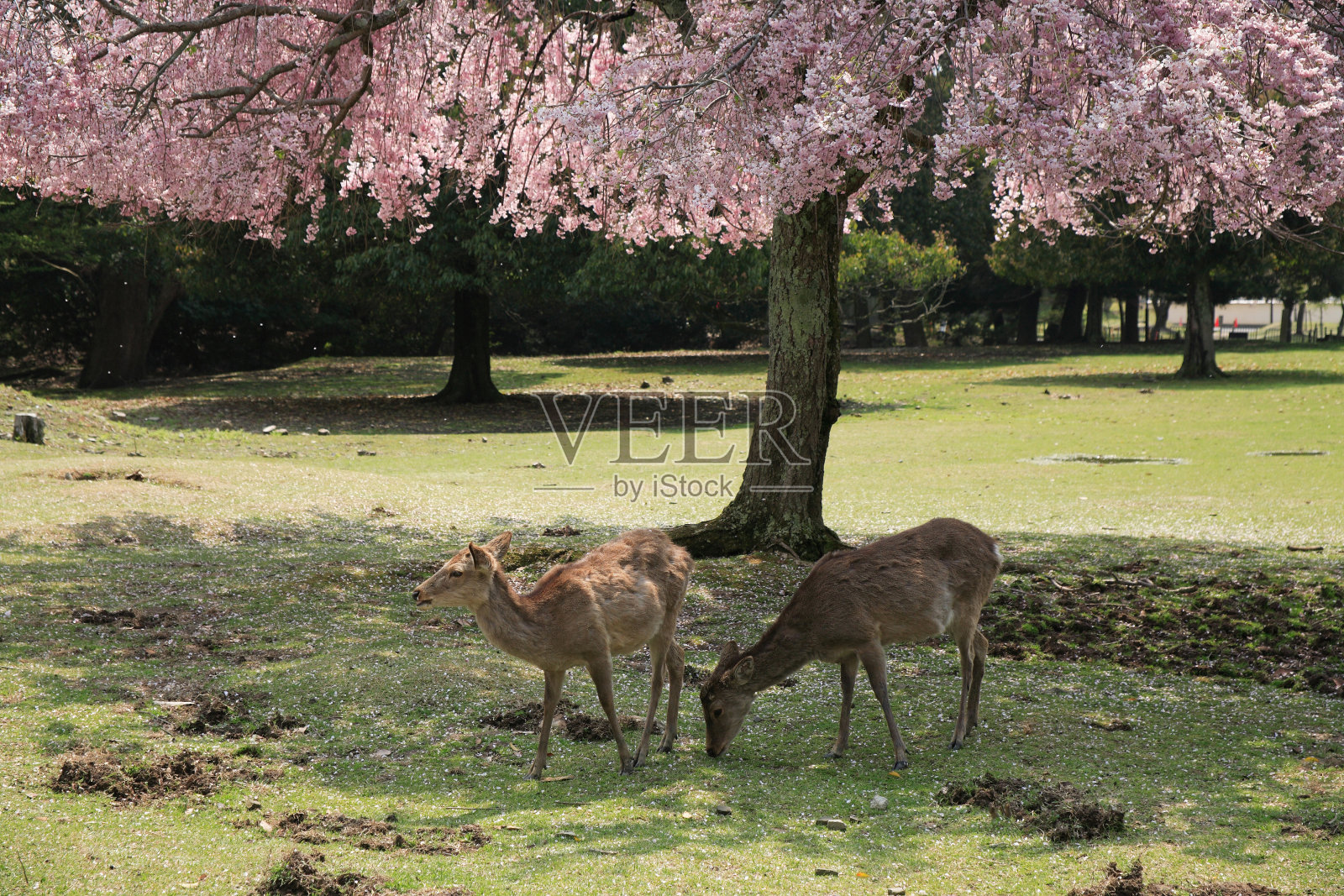 樱桃树与鹿照片摄影图片