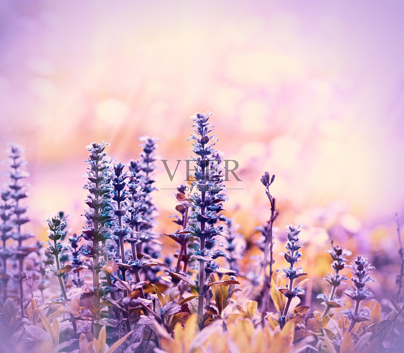 盛开着美丽的紫色草地花照片摄影图片