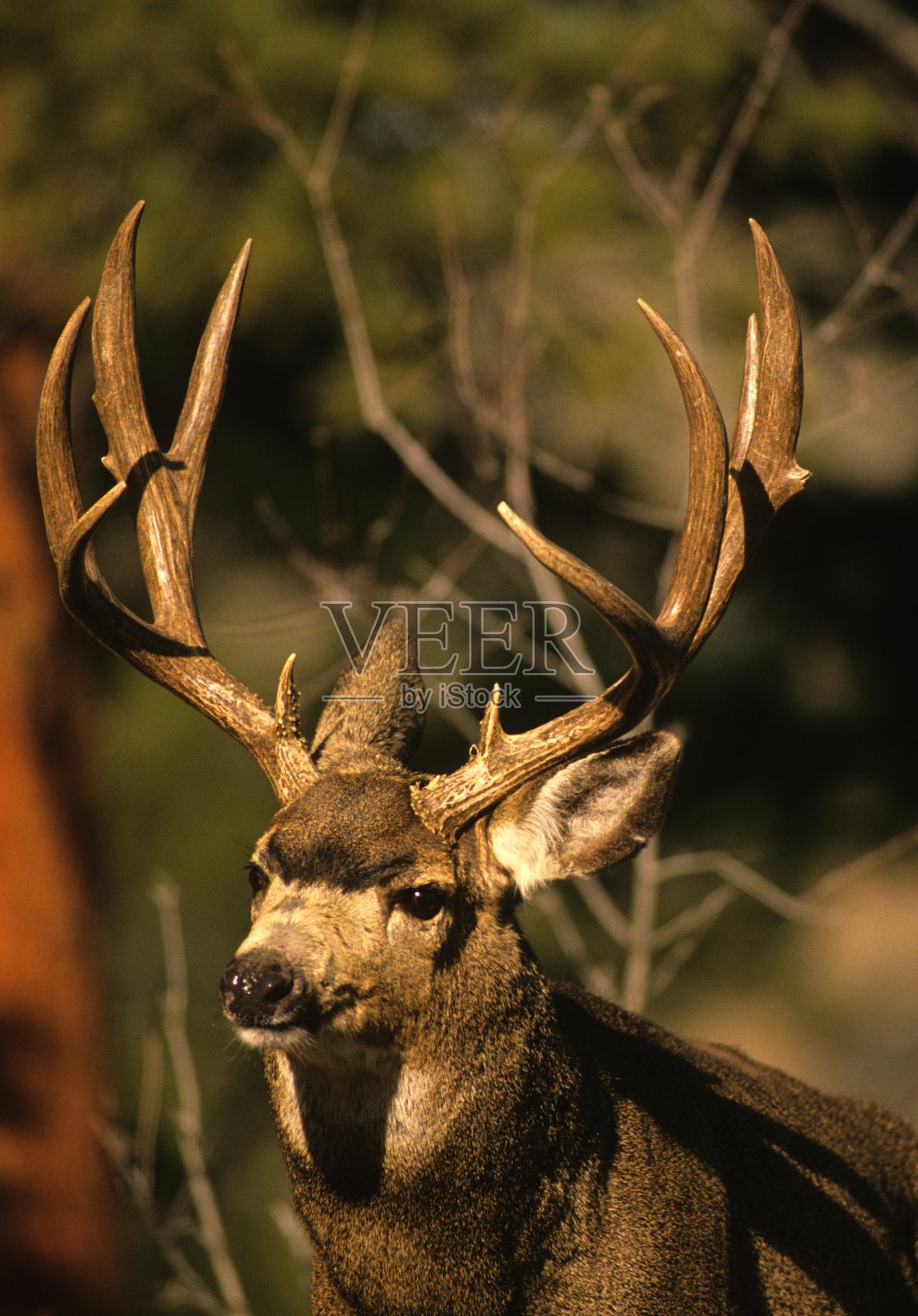 骡鹿鹿肖像照片摄影图片