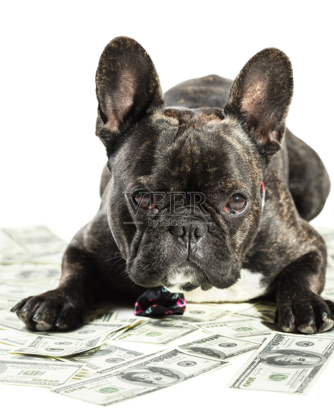 法国斗牛犬出现在钞票上照片摄影图片