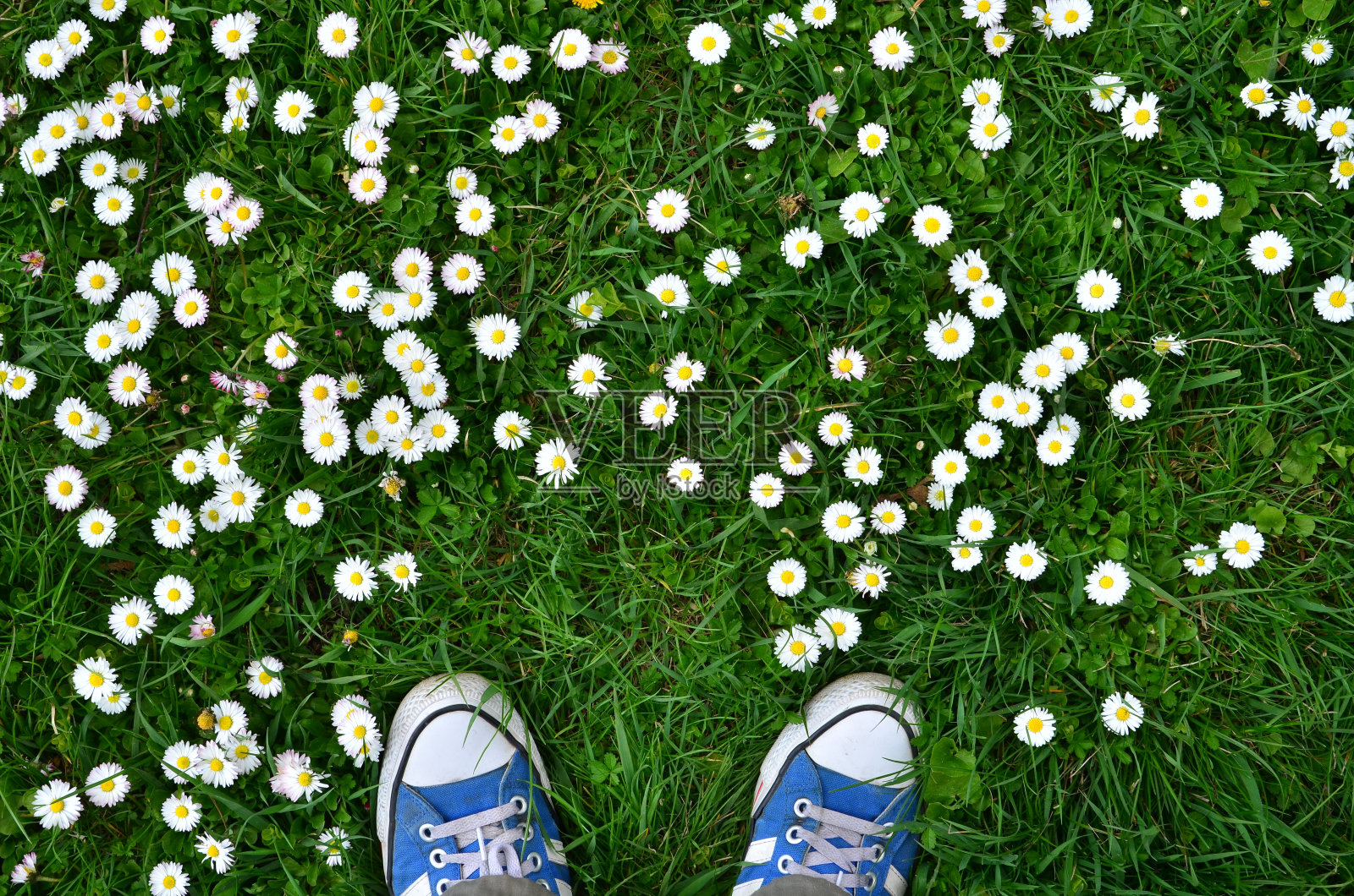 蓝色的运动鞋在绿色的草地上照片摄影图片