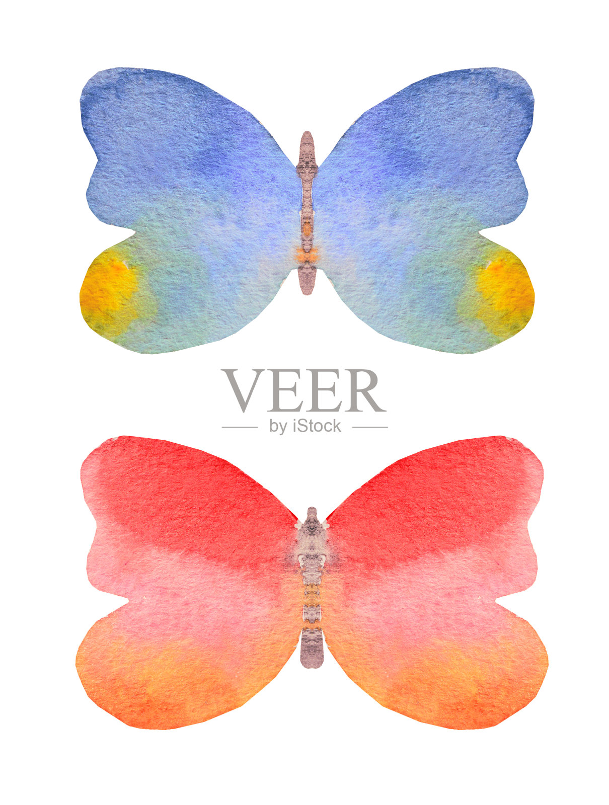 两只美丽的水彩蝴蝶在白色上插画图片素材