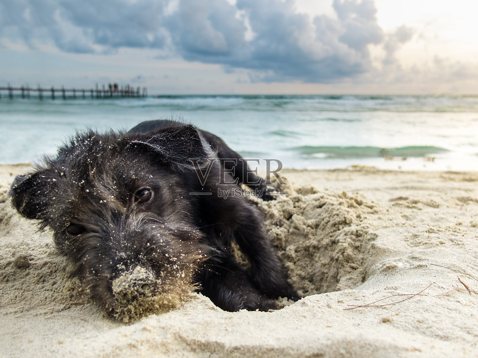 肖像混合品种的黑色约克夏梗在海滩上，玩挖沙子与完美的黄昏天空照片摄影图片